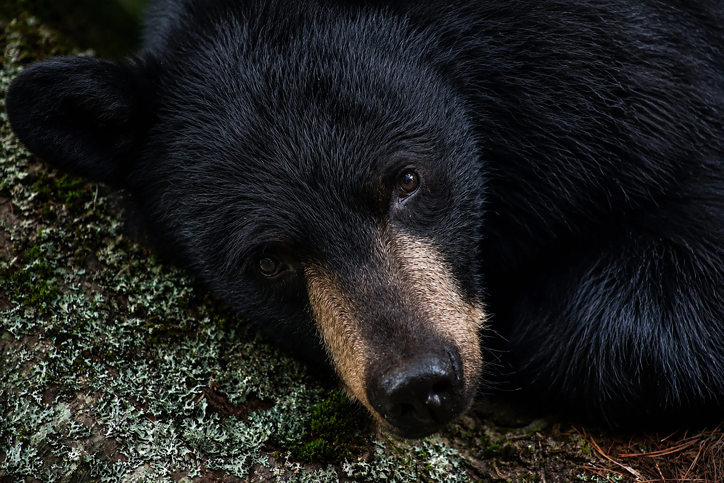 Close-up of a black bear laying on a patch of moss and greenery, with only its face and part of its body visible.