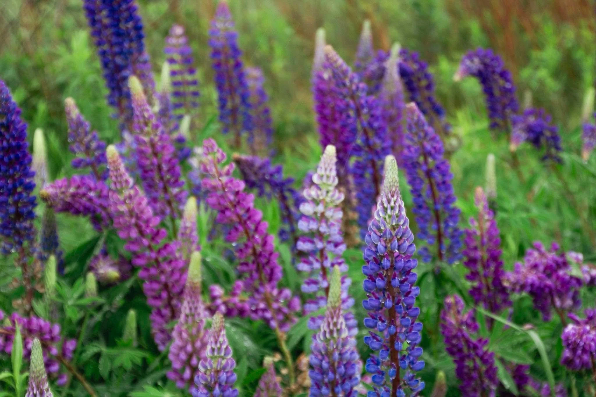 Purple and pink lupine flowers in a garden with green foliage.