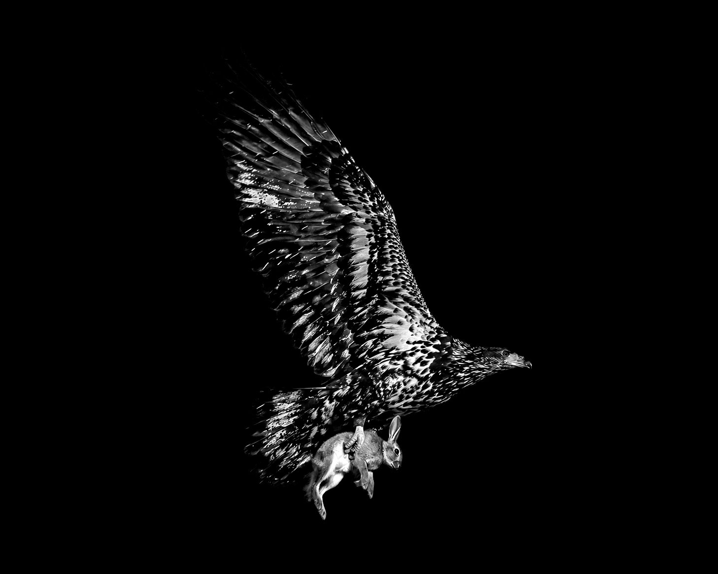 Black and white photo of a bird of prey, possibly a hawk, flying with a rabbit in its talons against a black background.