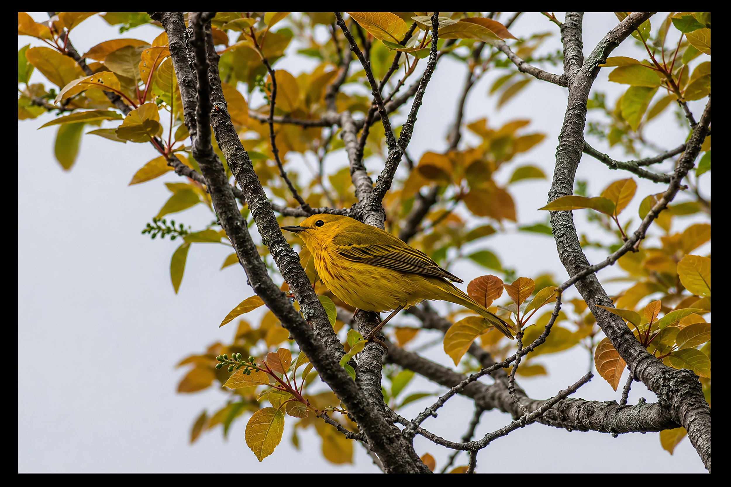 Yellow bird perched on tree branch with orange and green leaves.