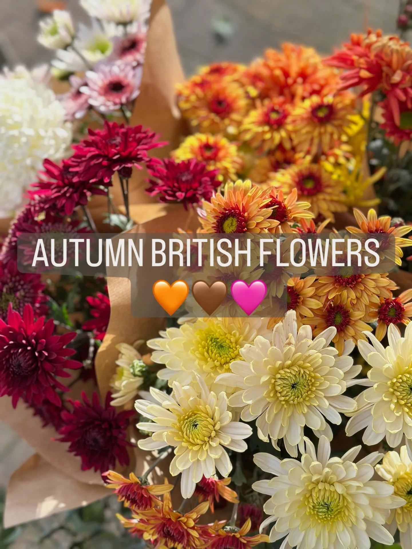 🌸💐Flowering for you this weekend&hellip;.🌸💐
Feast your eyes on the most stunning British Chrysanthemums! 

The variety, textures, colour and quality are why we will always choose these British beauties 🧡🤎🩷💜

Grown by the fabulous @floral_medi