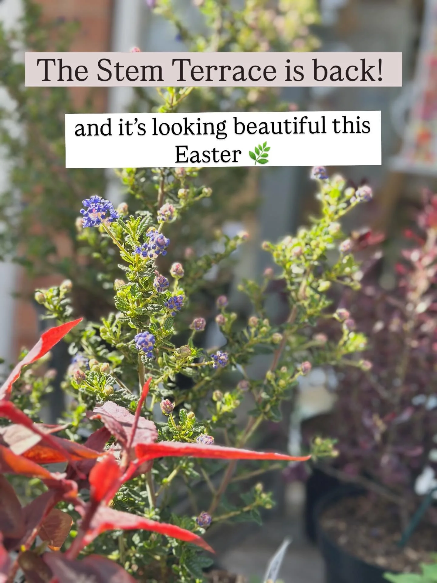 The Stem Terrace is back&hellip; and it&rsquo;s looking beautiful this Easter 🌿

We&rsquo;ve filled it with quality shrubs and perennials, all grown right here in Nottinghamshire &mdash; ready to bring a little piece of the garden home with you.

An