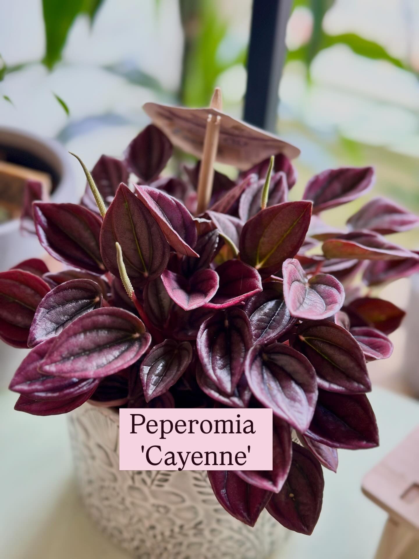 New plant drop 🪴

There&rsquo;s something kind of special about incorporating greenery into your home and living with houseplants is good for your wellbeing! 

So if you&rsquo;re just starting out on your plant journey&hellip; we&rsquo;ll help you c