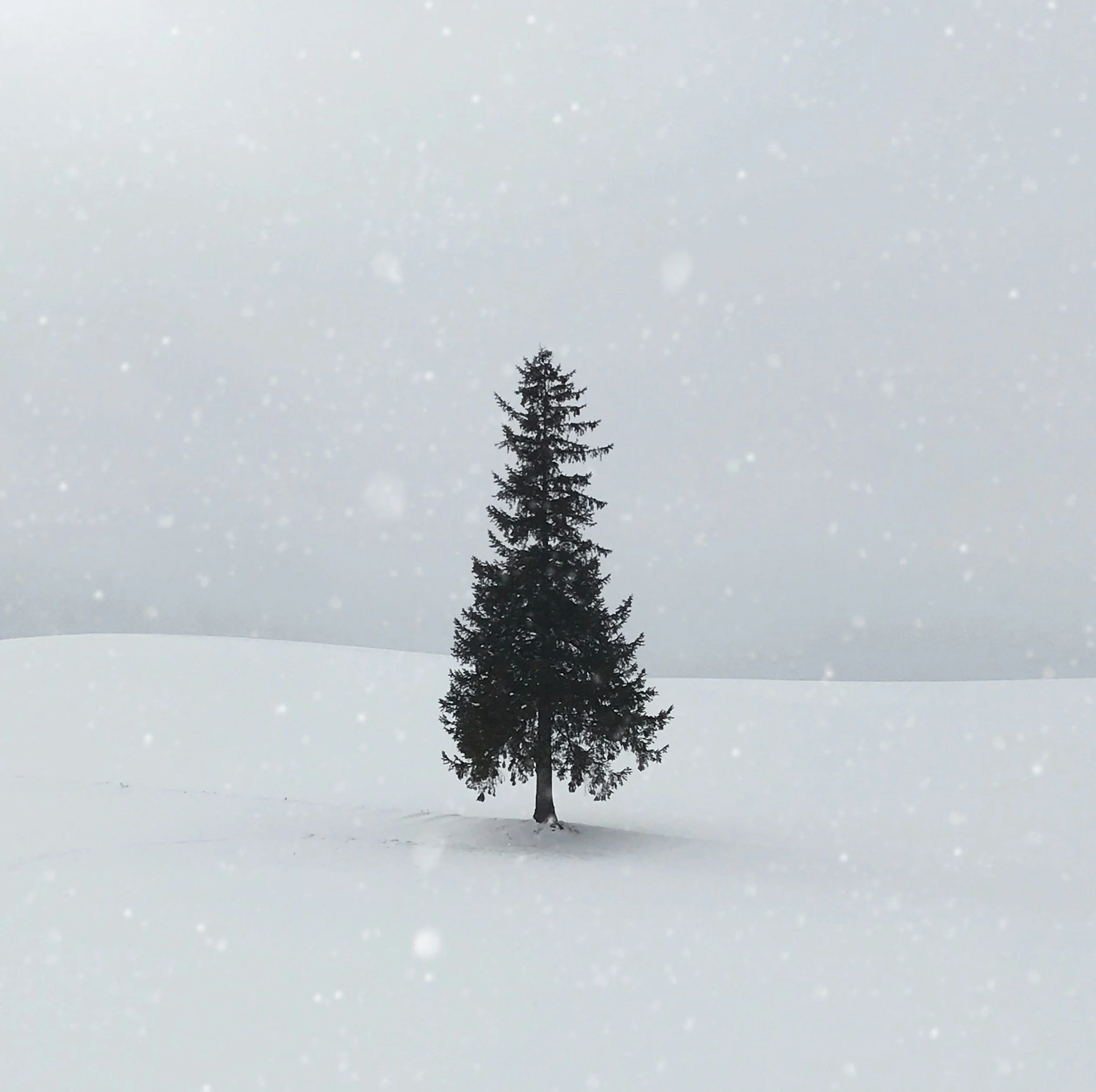 Christmas Tree Run