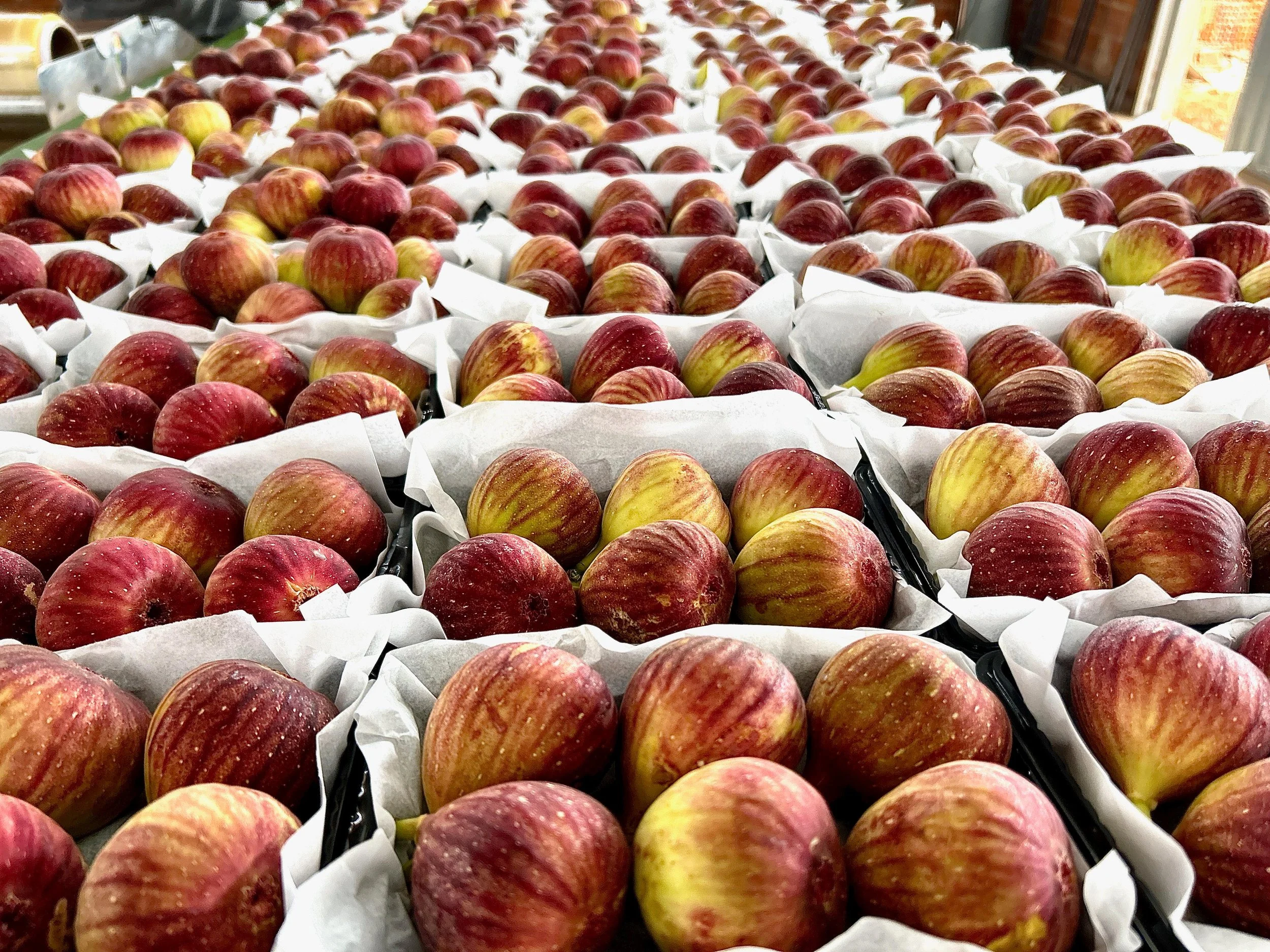 WhatsApp Image 2024-09-17 at 18.38.10.jpeg