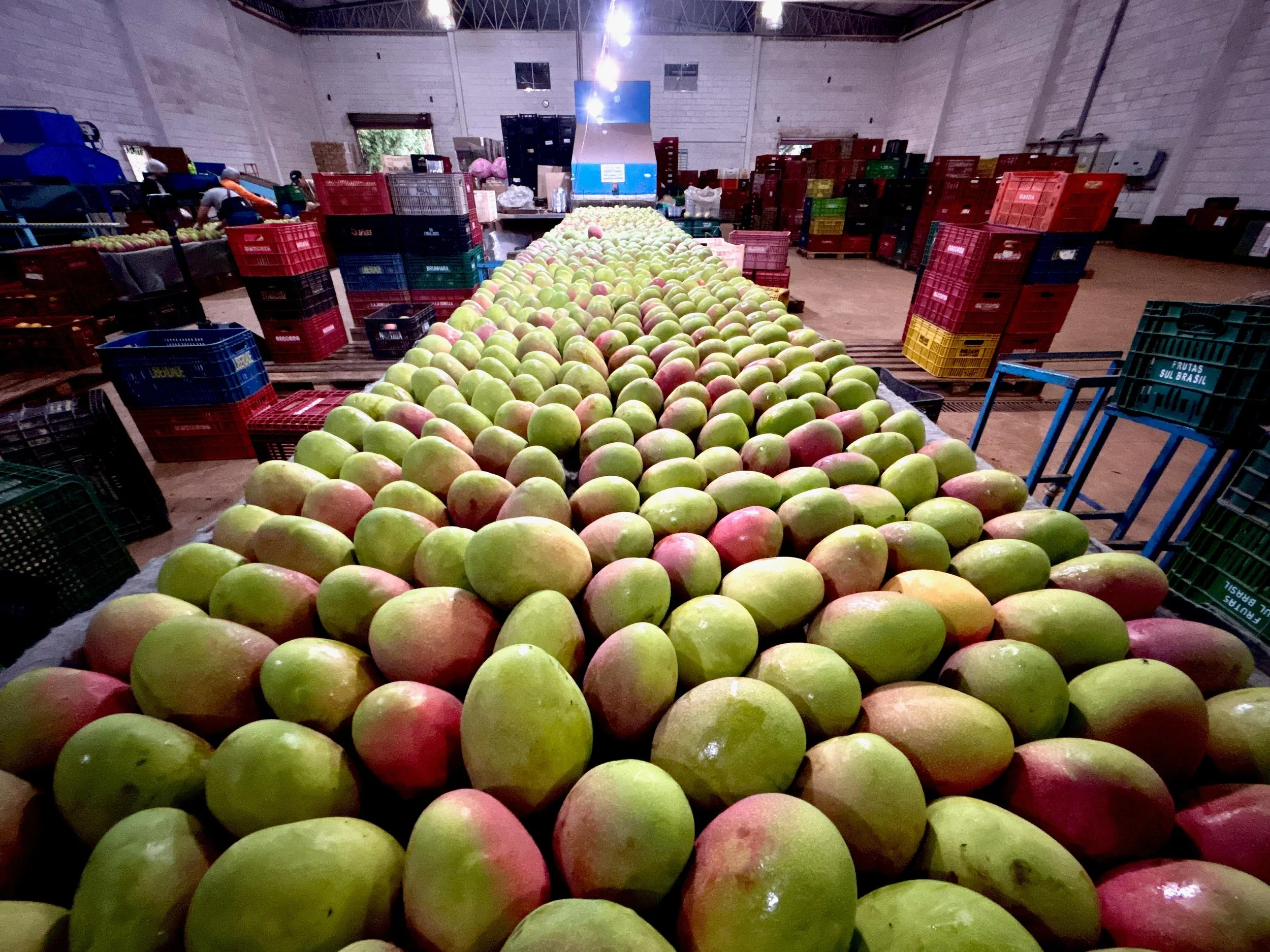 Fresh & Frozen Fruits