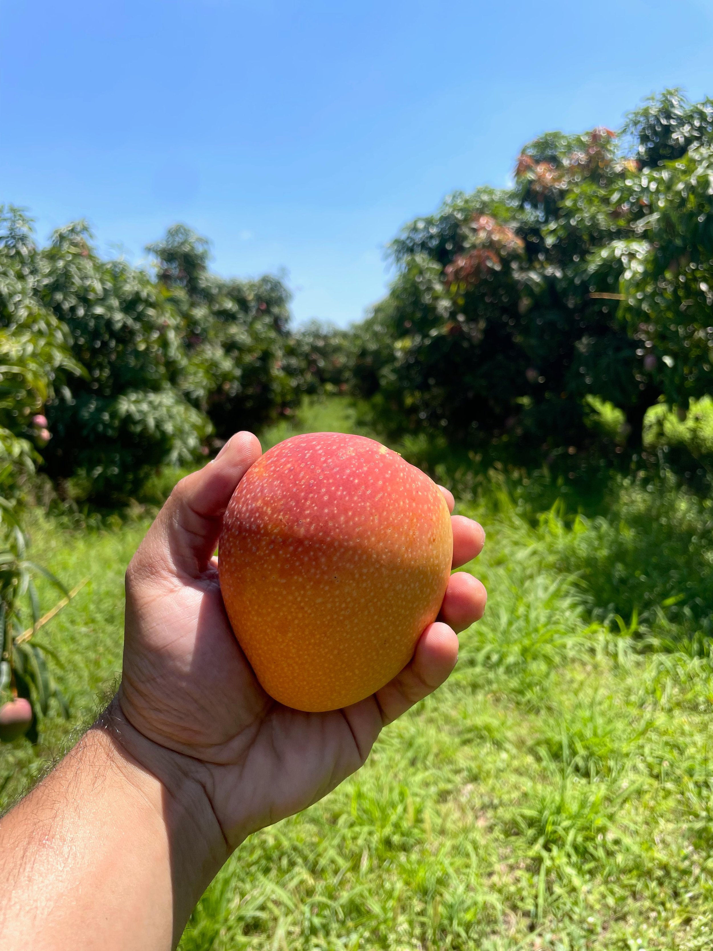 WhatsApp Image 2024-09-17 at 18.37.59.jpeg