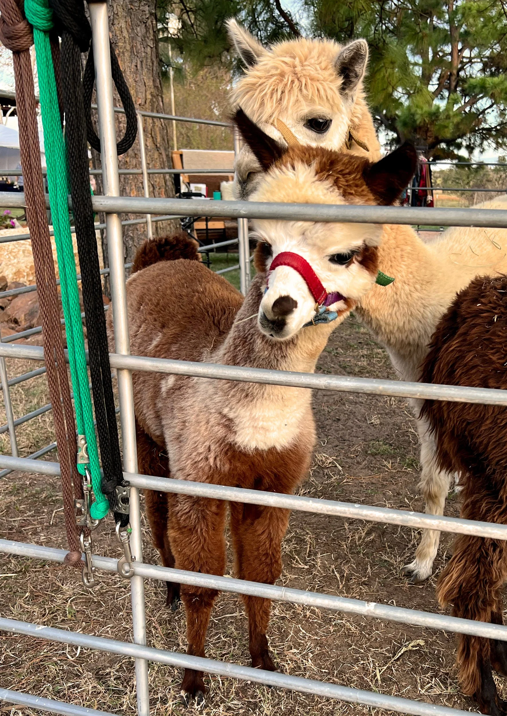 alpacas looking out of a fence in Mcdade, texas