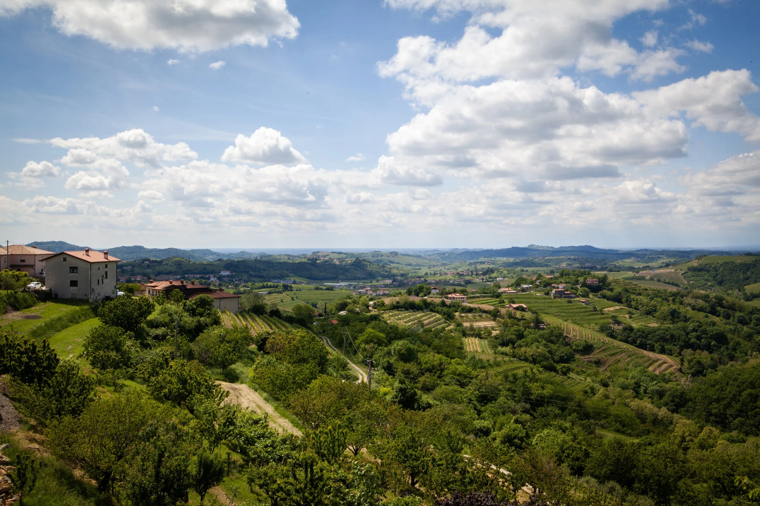 Scenic view of rolling green hills, vineyards, and scattered houses under a partly cloudy blue sky.