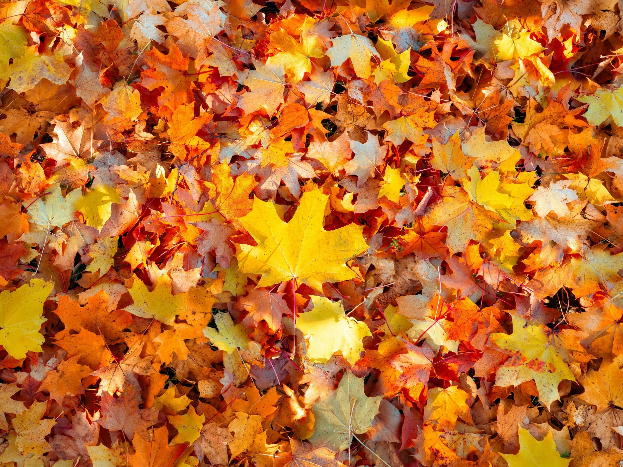 Give Thanks, Give Back, and Get a Tax Break