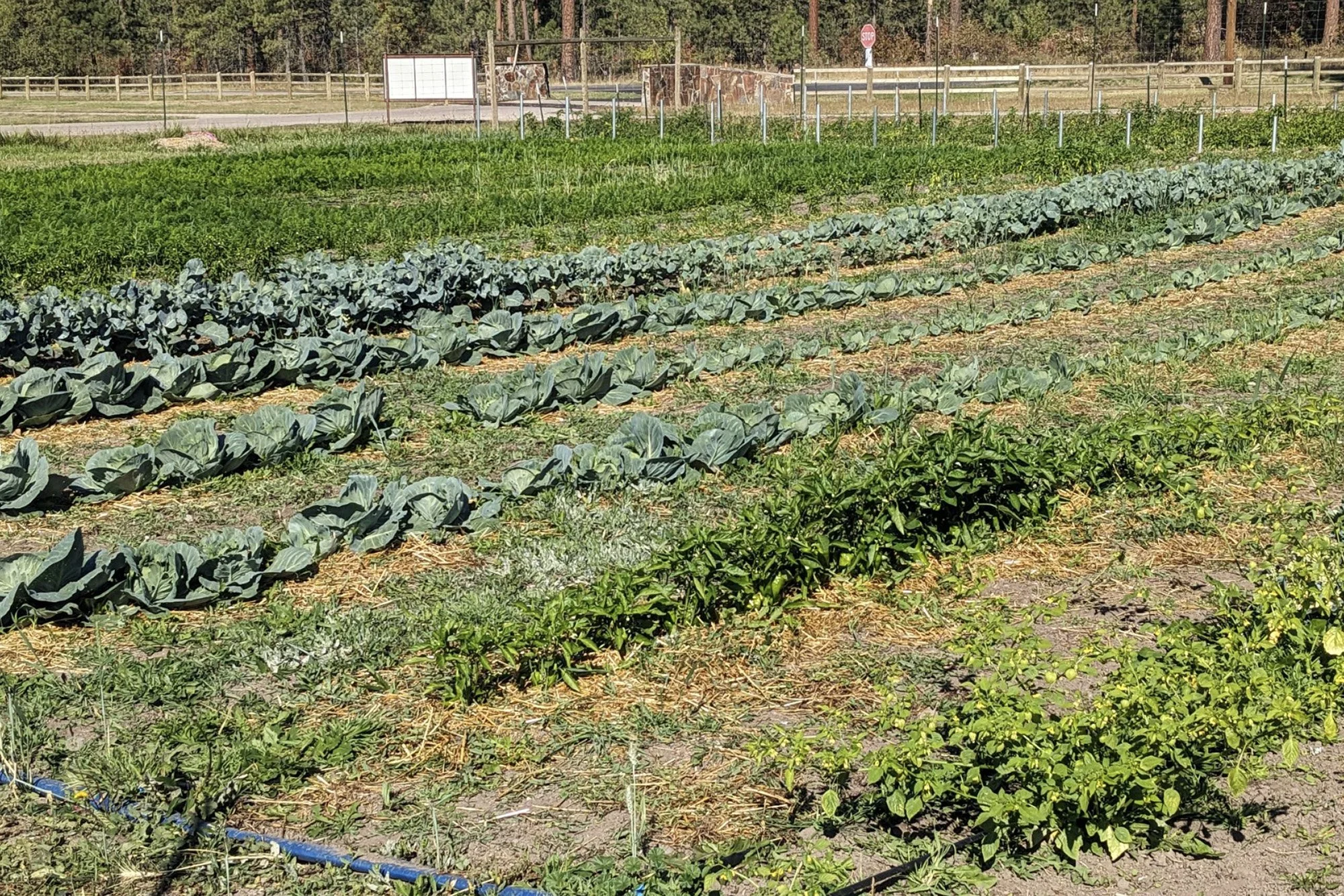 5 essentials for an ethical and effective food sovereignty study