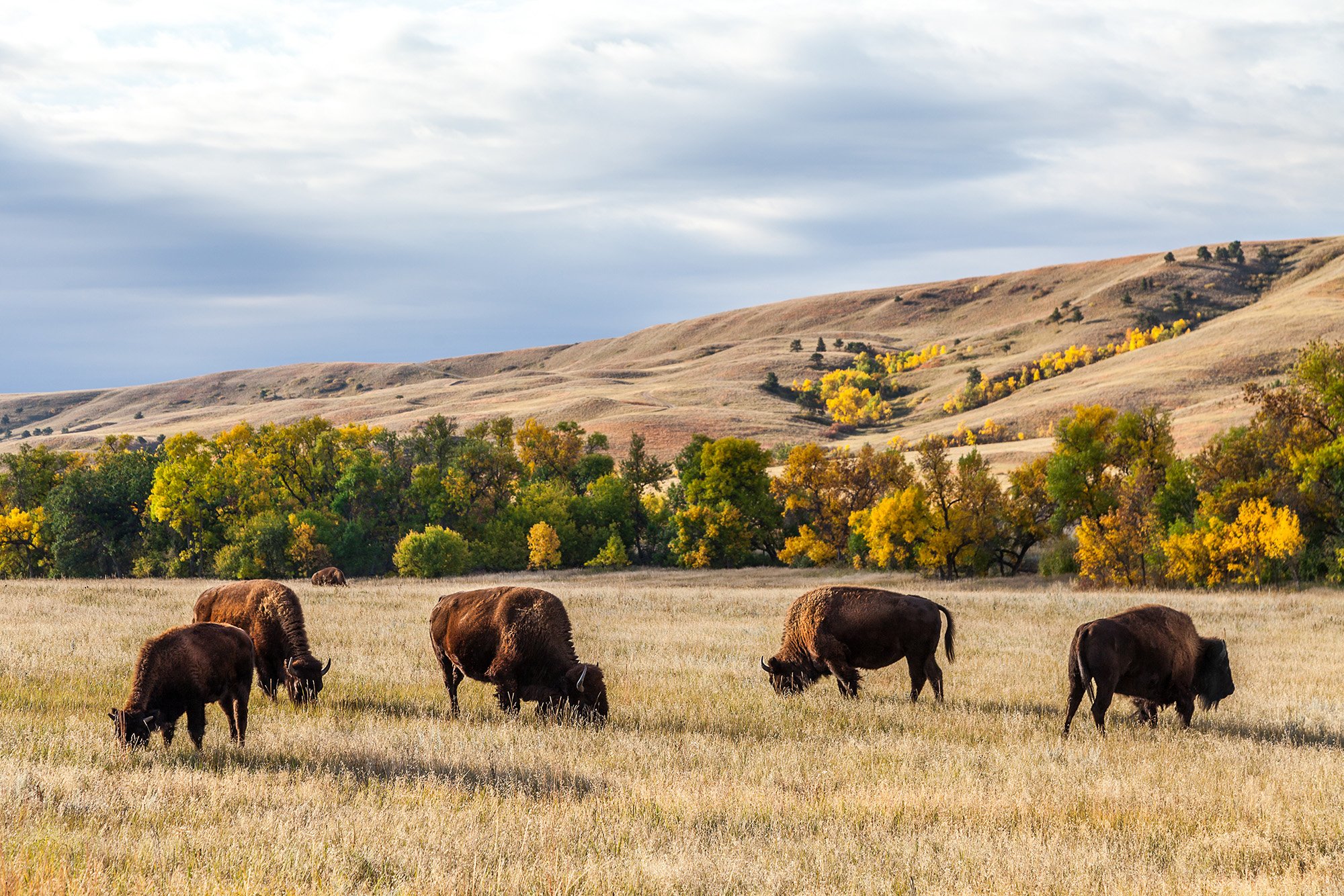 Buffalo grazing on grass in colorful field with rolling hills in the background.