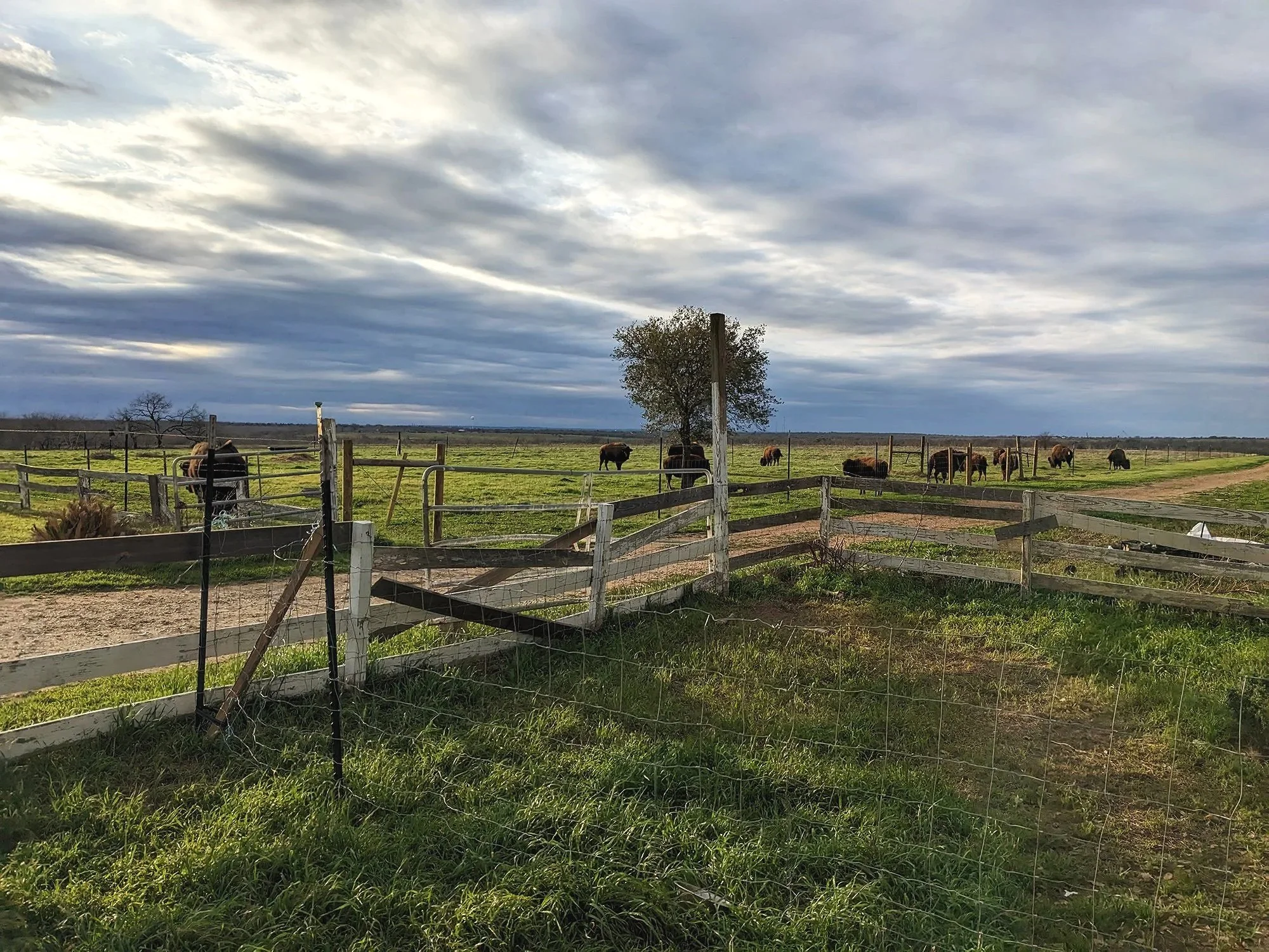 Buffalo grazing in a field at Texas Tribal Buffalo Project headquarters in Waelder, Texas.