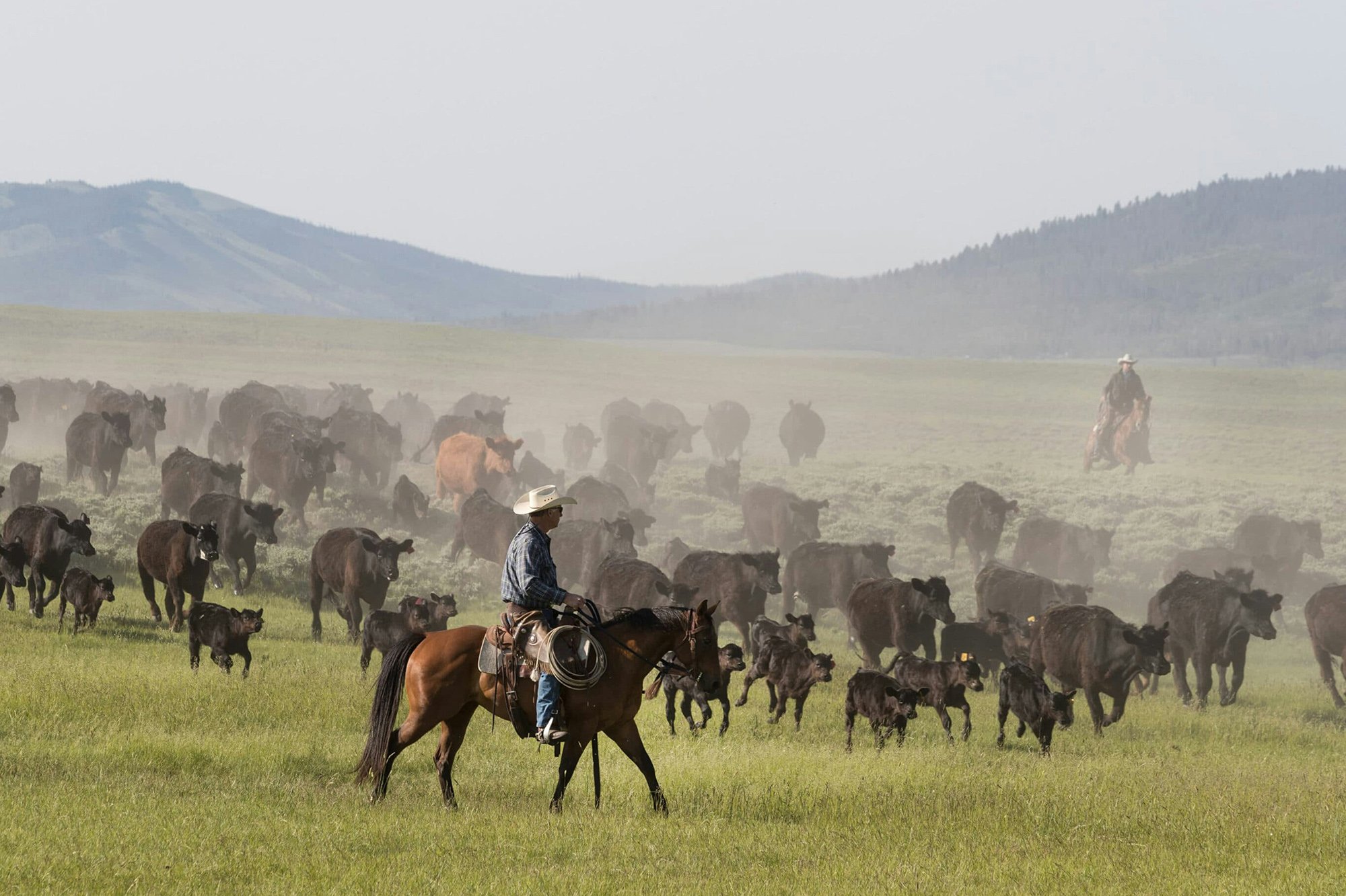 Ranchers wrangle cattle on the plains of Wyoming.