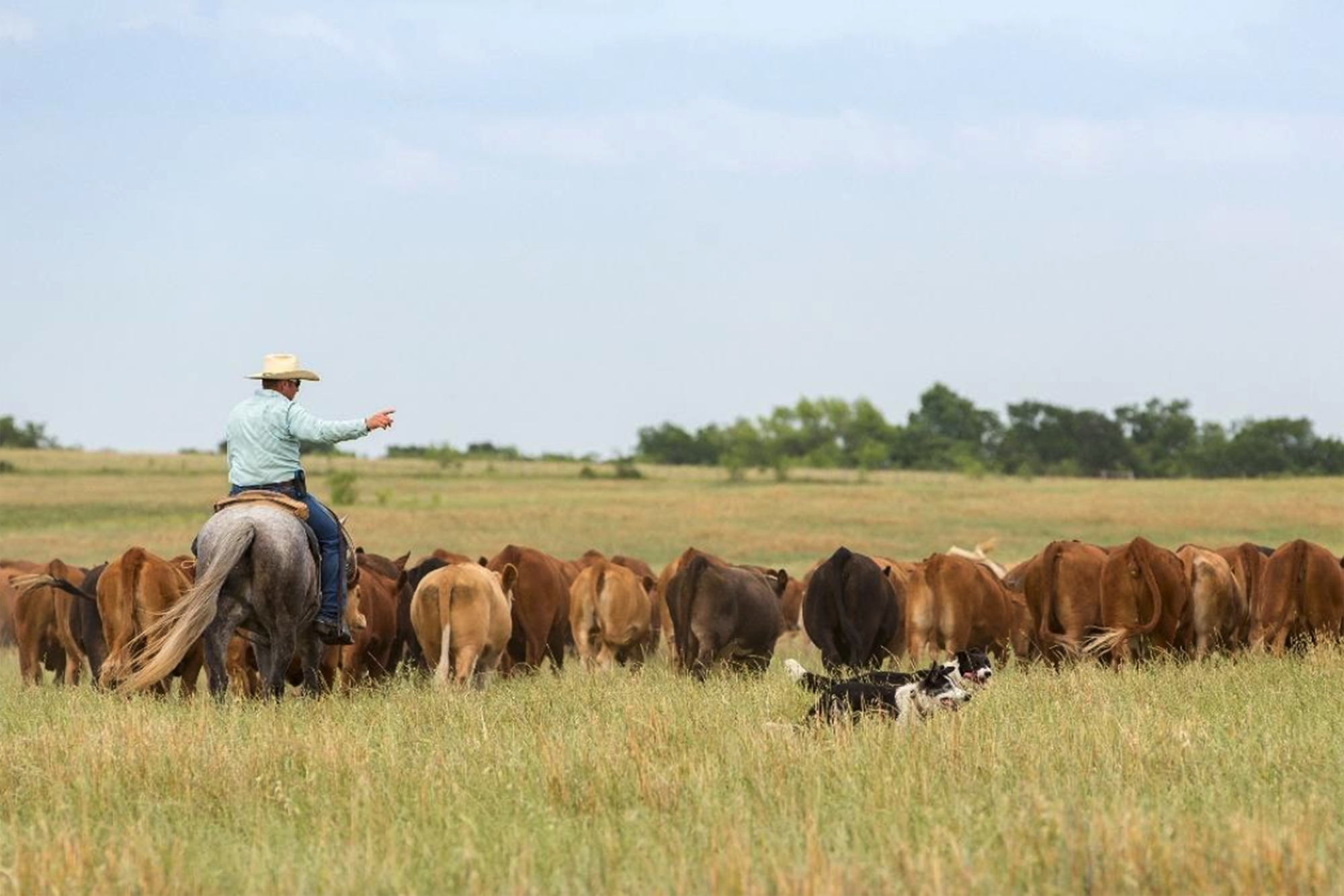 Native agriculture market study