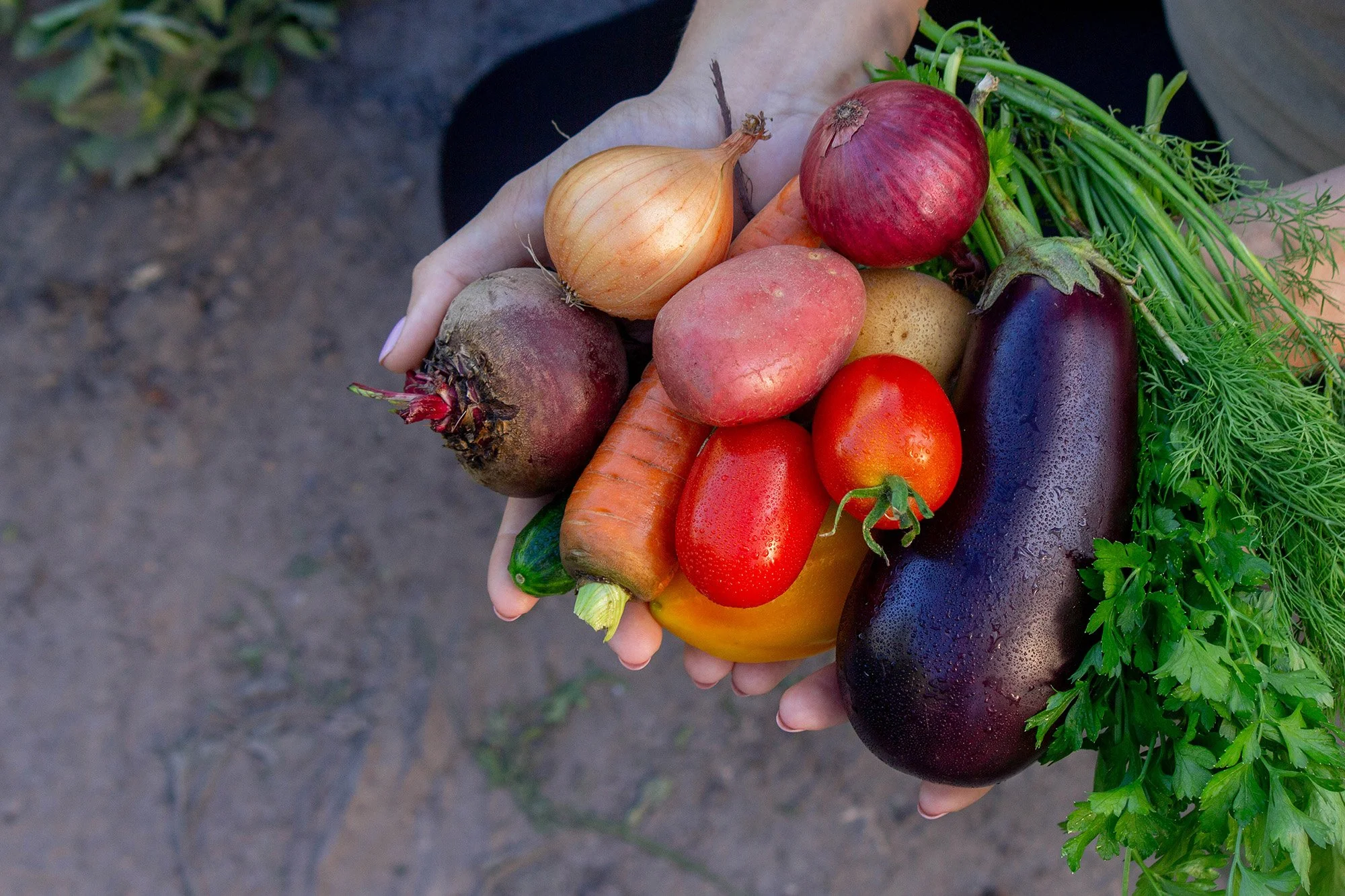 Female farmer holding fresh vegetables in her hands.