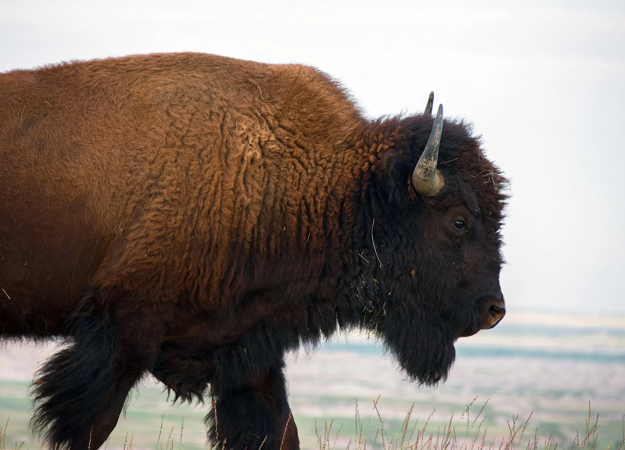 Profile of a buffalo walking across the plains.