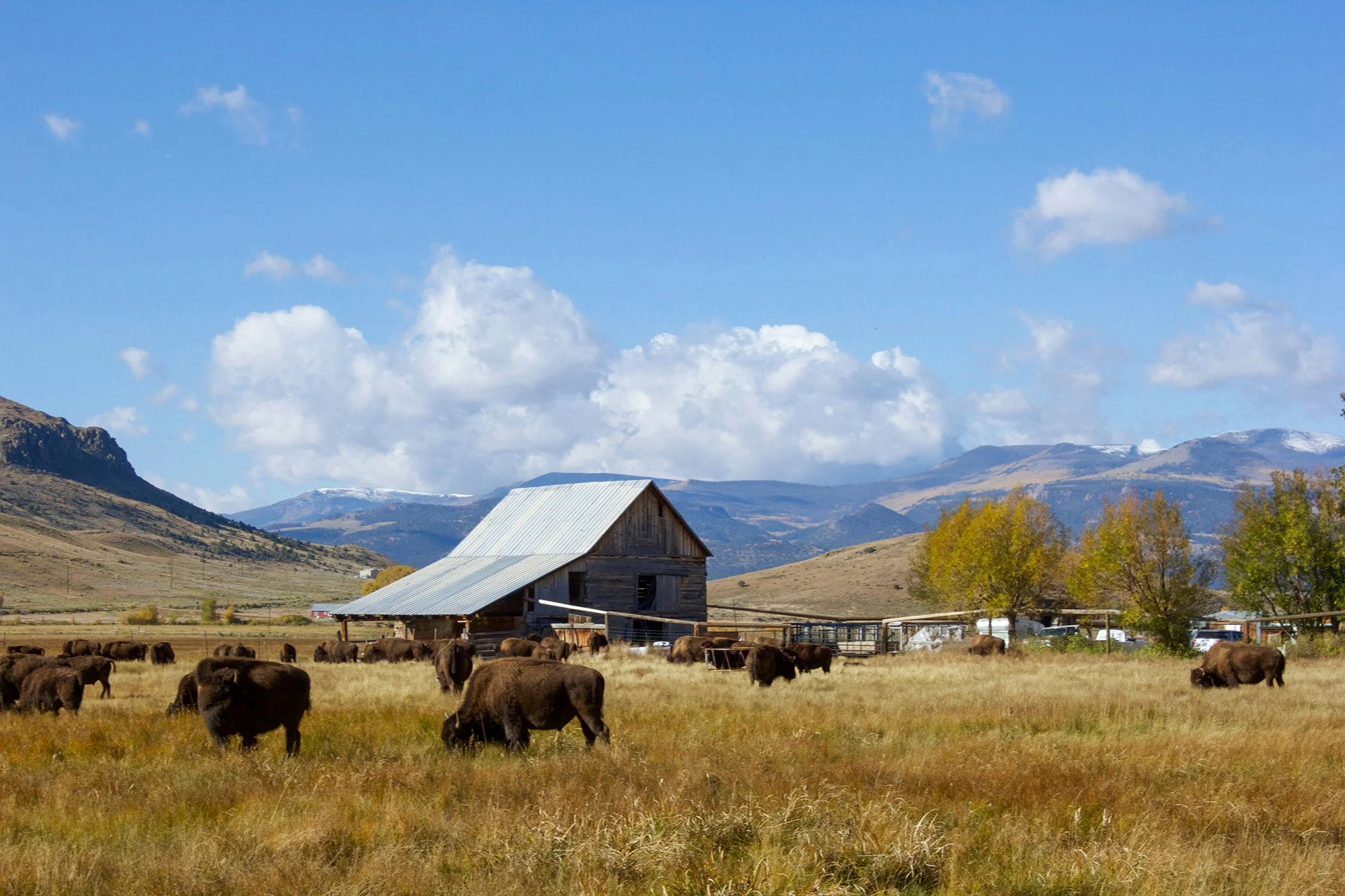 Buffalos graze in a field with a wood barn and fencing in the distance.