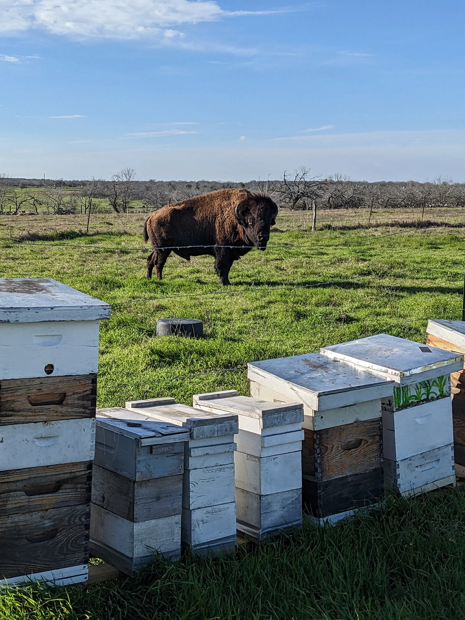 Buffalo standing near a row of brood boxes at Texas Tribal Buffalo Project headquarters.