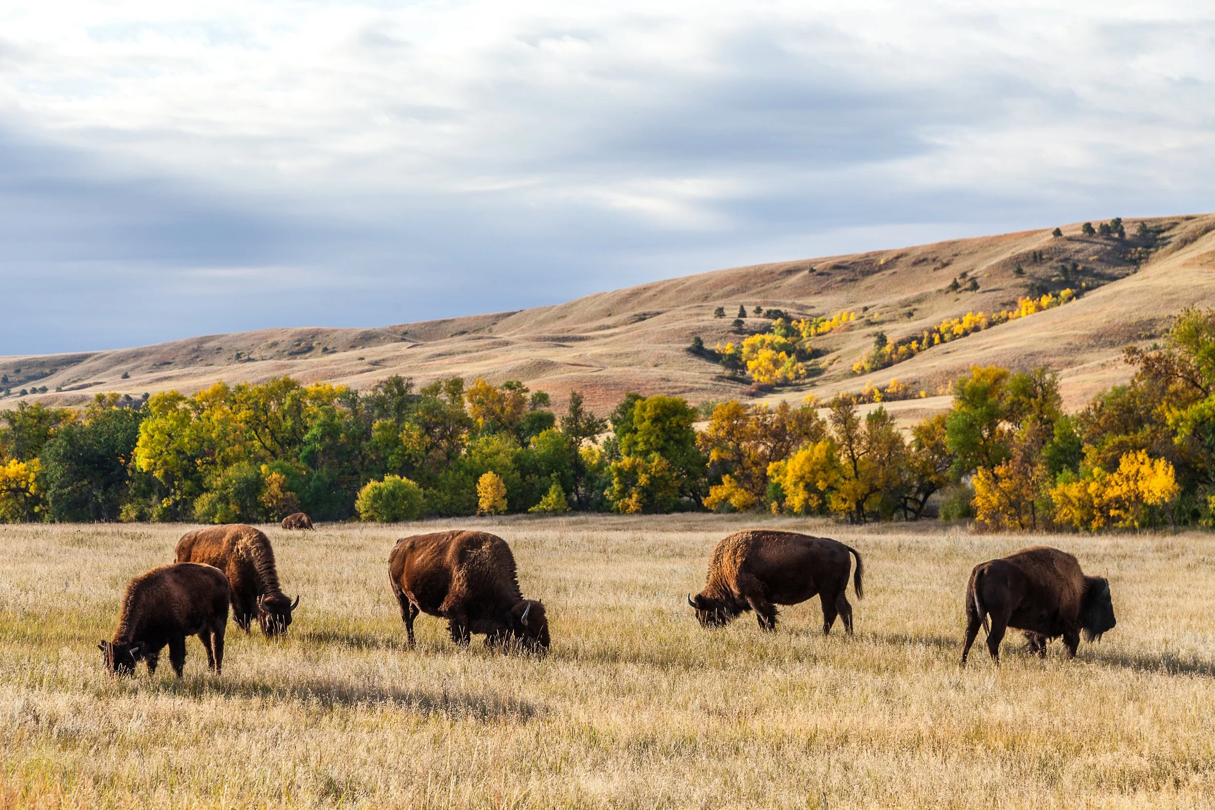 Intertribal Agriculture Council expands its impact measurement system in Salesforce
