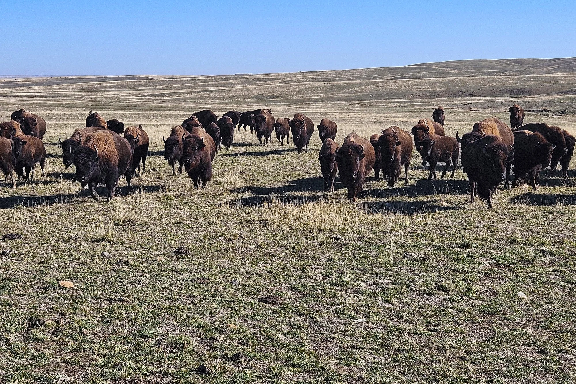 Herd of buffalo at Aaniiih Nakoda College in Montana.