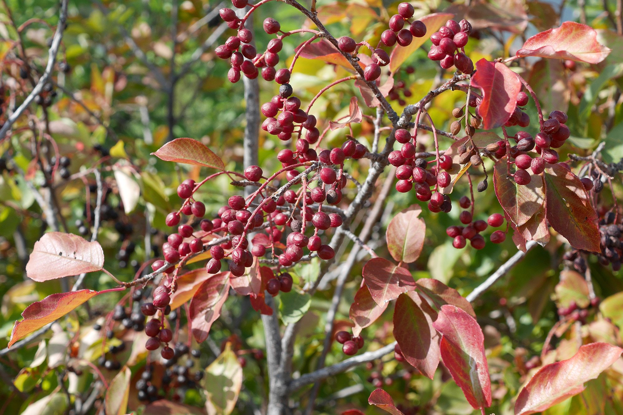 Chokecherry shrubs are abundant across the Rocky Mountains and Great Plains.