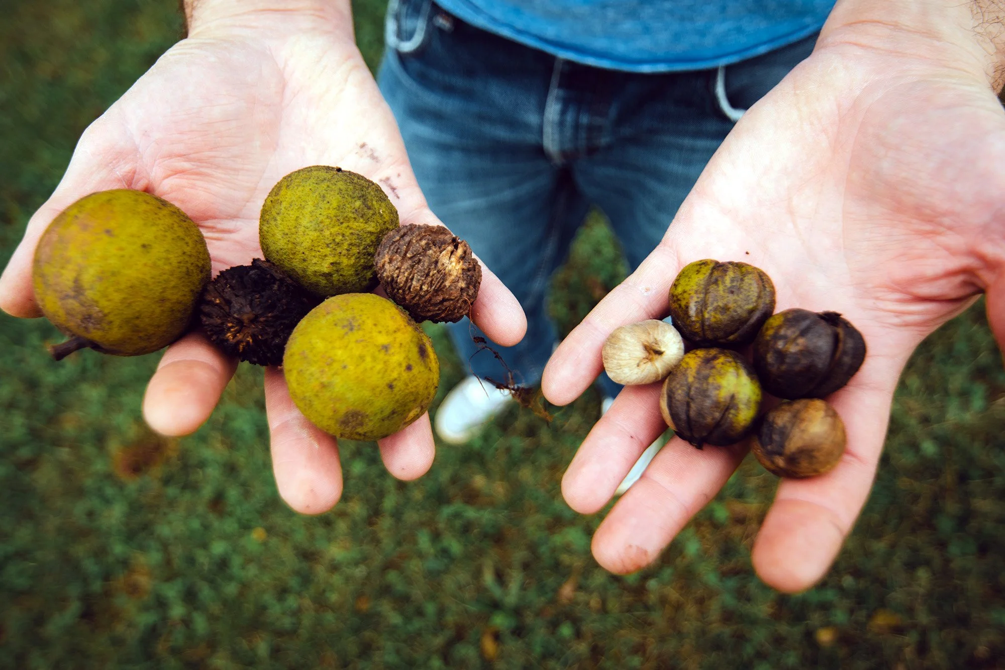 Black walnuts and hickory nuts from nearby the pond at Laurel Cliff. Photo courtesy of Brittany Gordon.