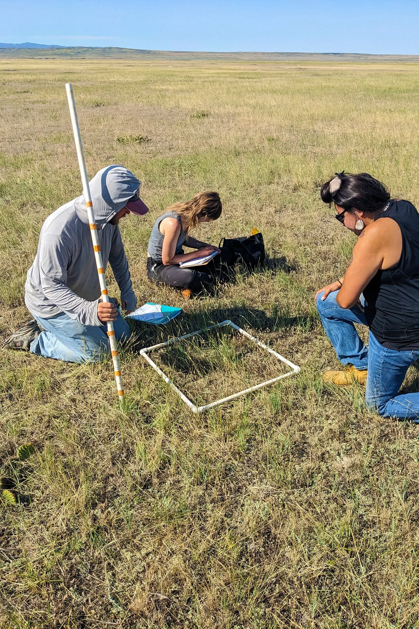 Buffalo Center technicians and interns conduct a vegetation survey to measure grass height and quantity in July 2024.