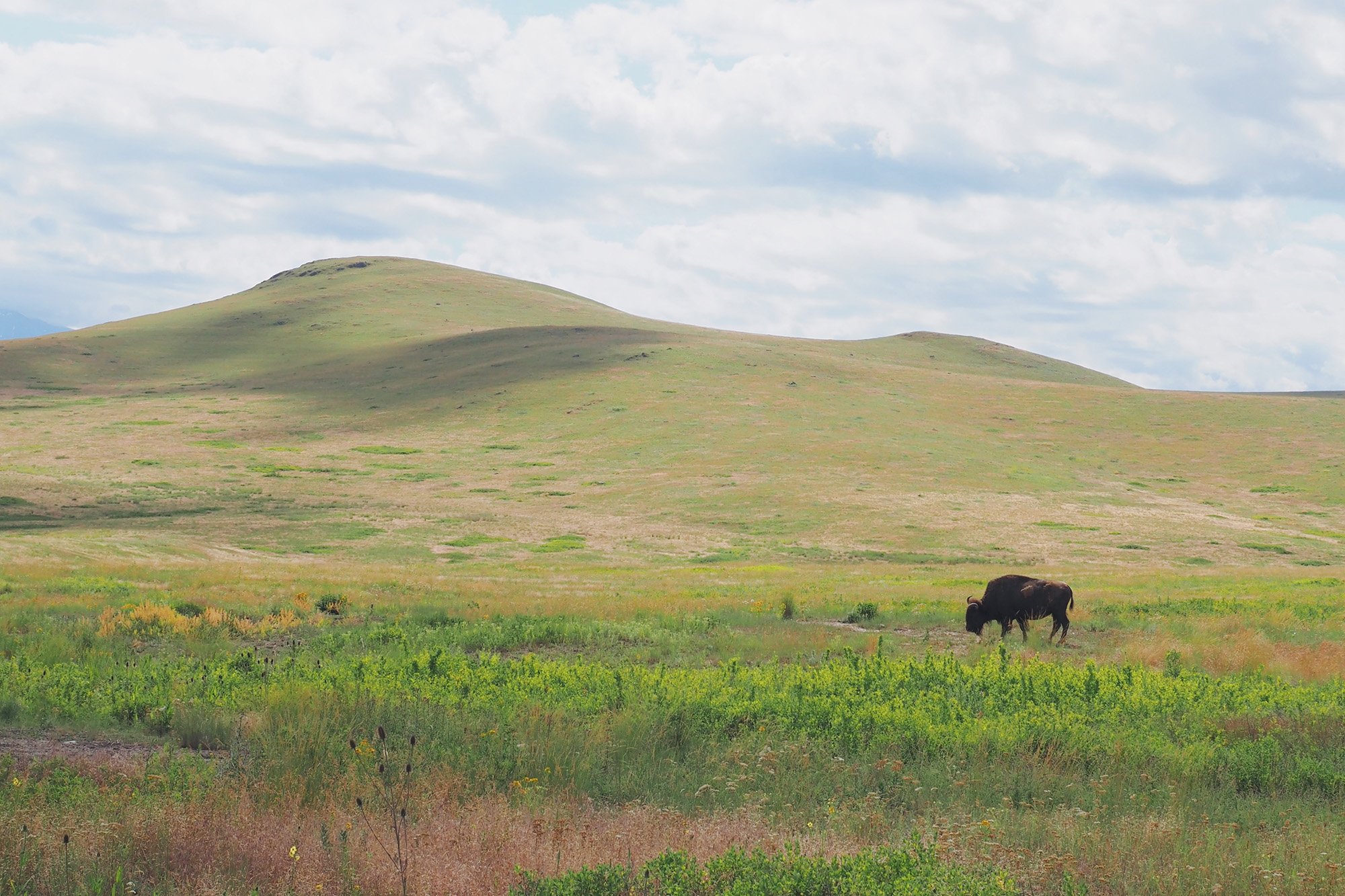 Buffalo graze on the plains in southeast Montana.