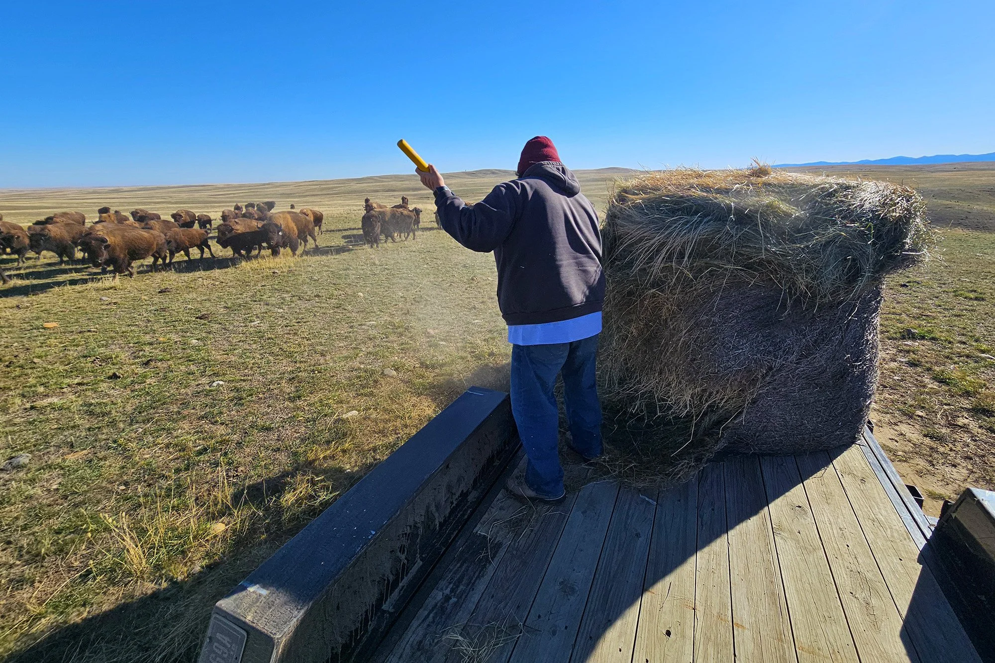 Buffalo feeding at Aaniih Nakoda College in October 2024.