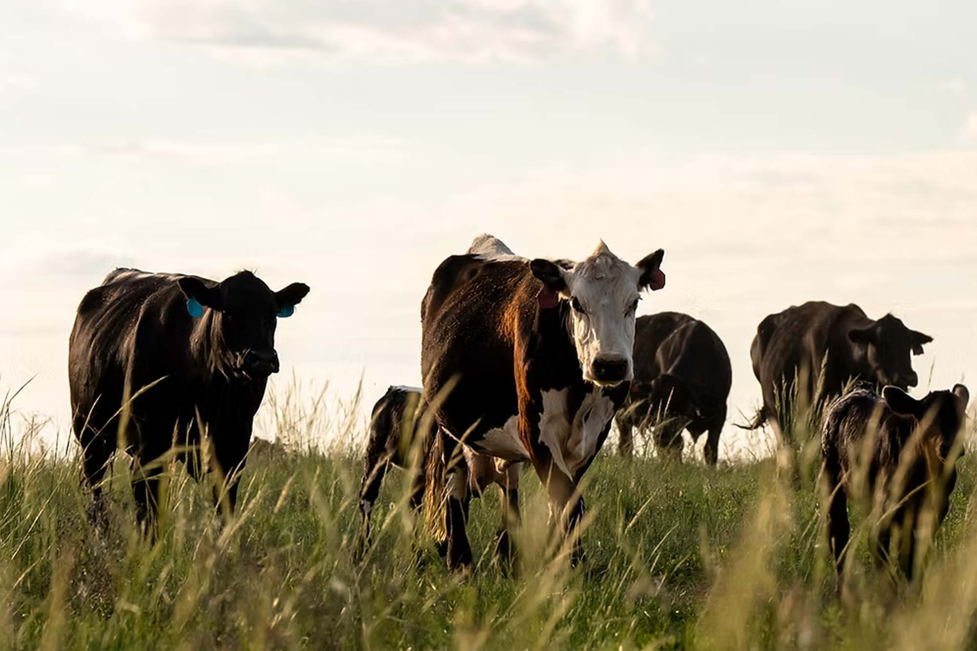 Cattle standing in a field of grass.