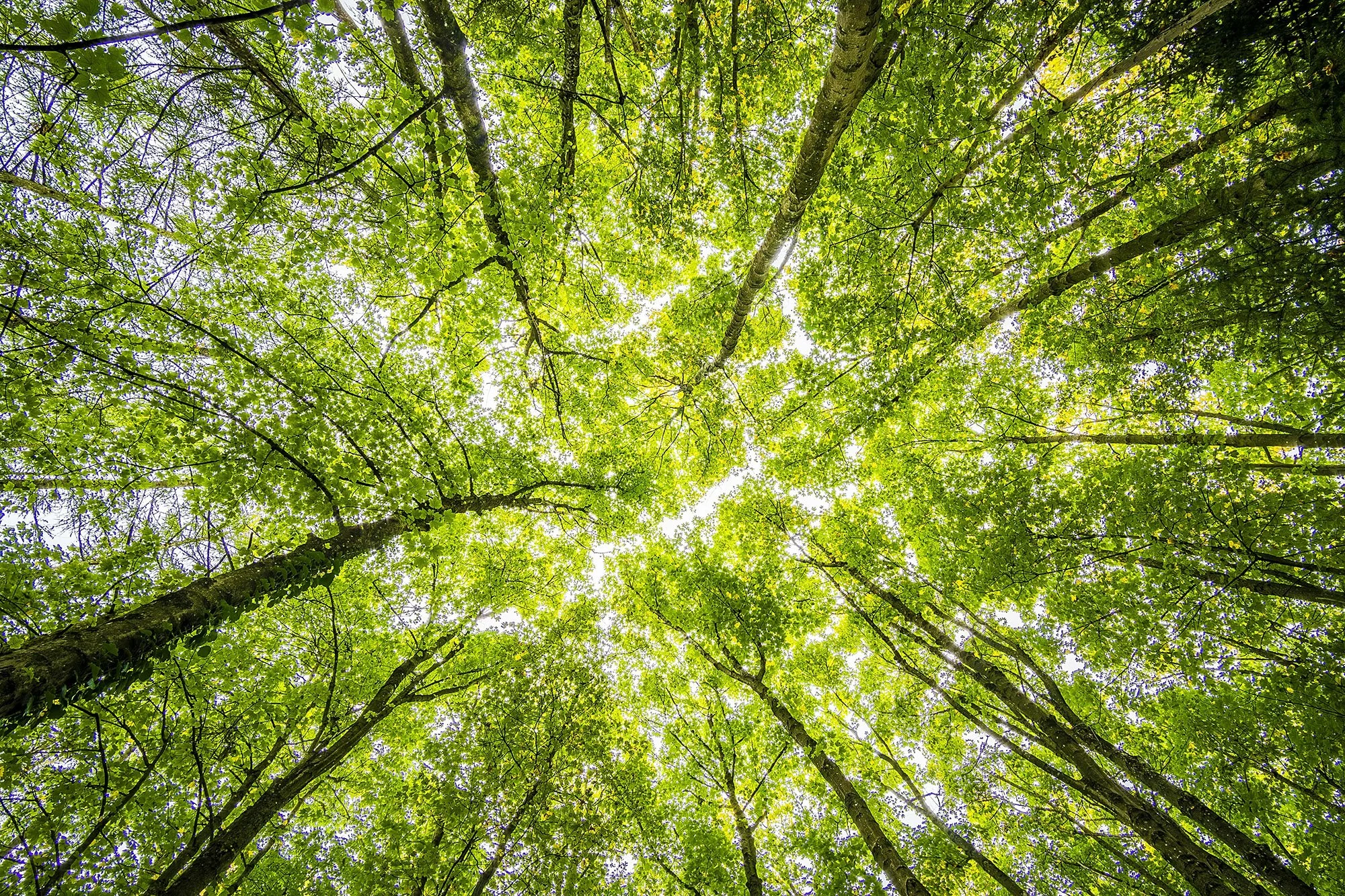 View looking up through trees.