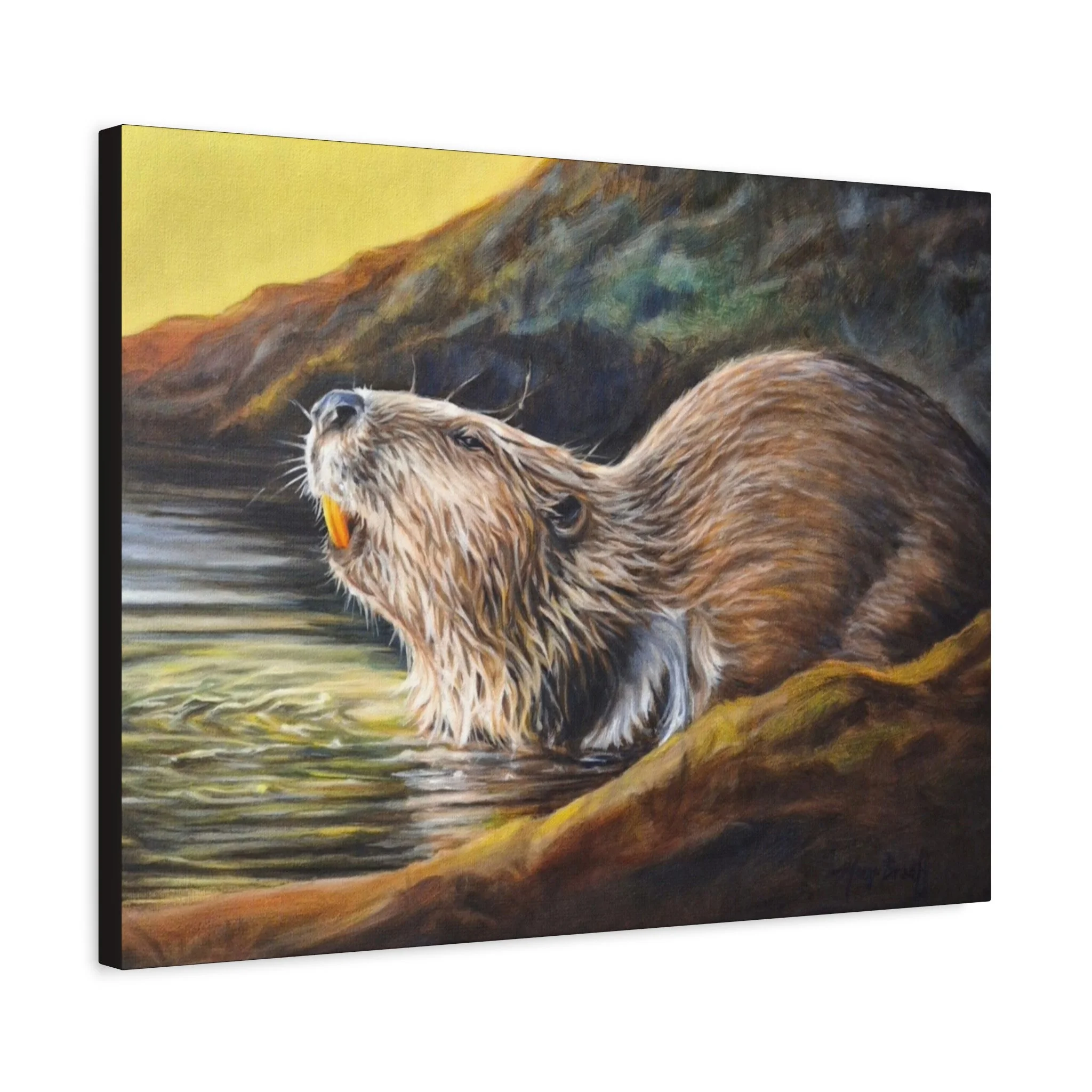 Beaver in evening light -Matte Canvas, Stretched, 1.25"