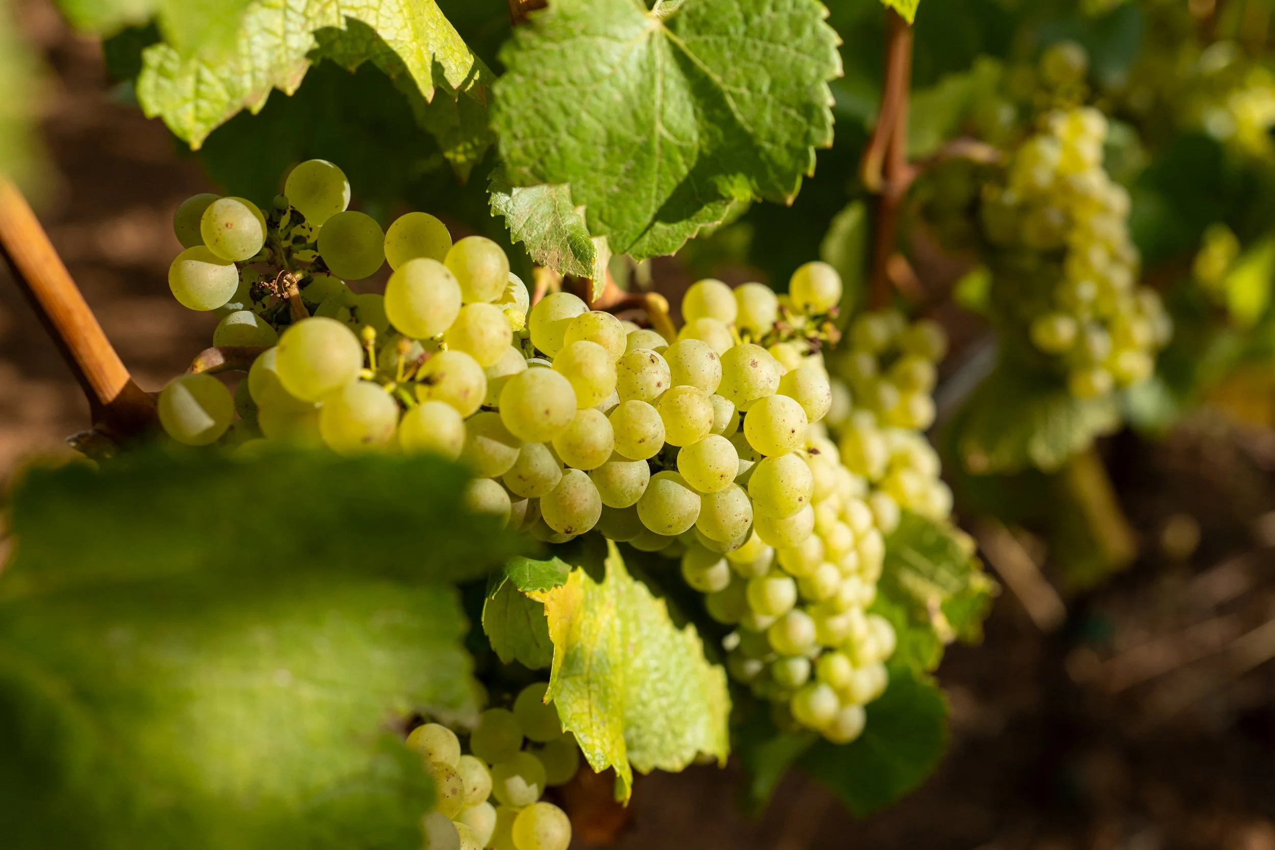 Chardonnay-cluster.jpg