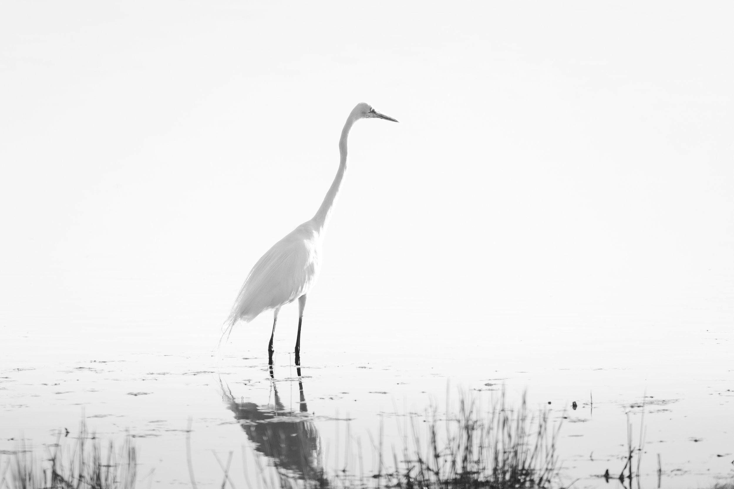 Egret:  Ridgefield National Wildlife Refuge