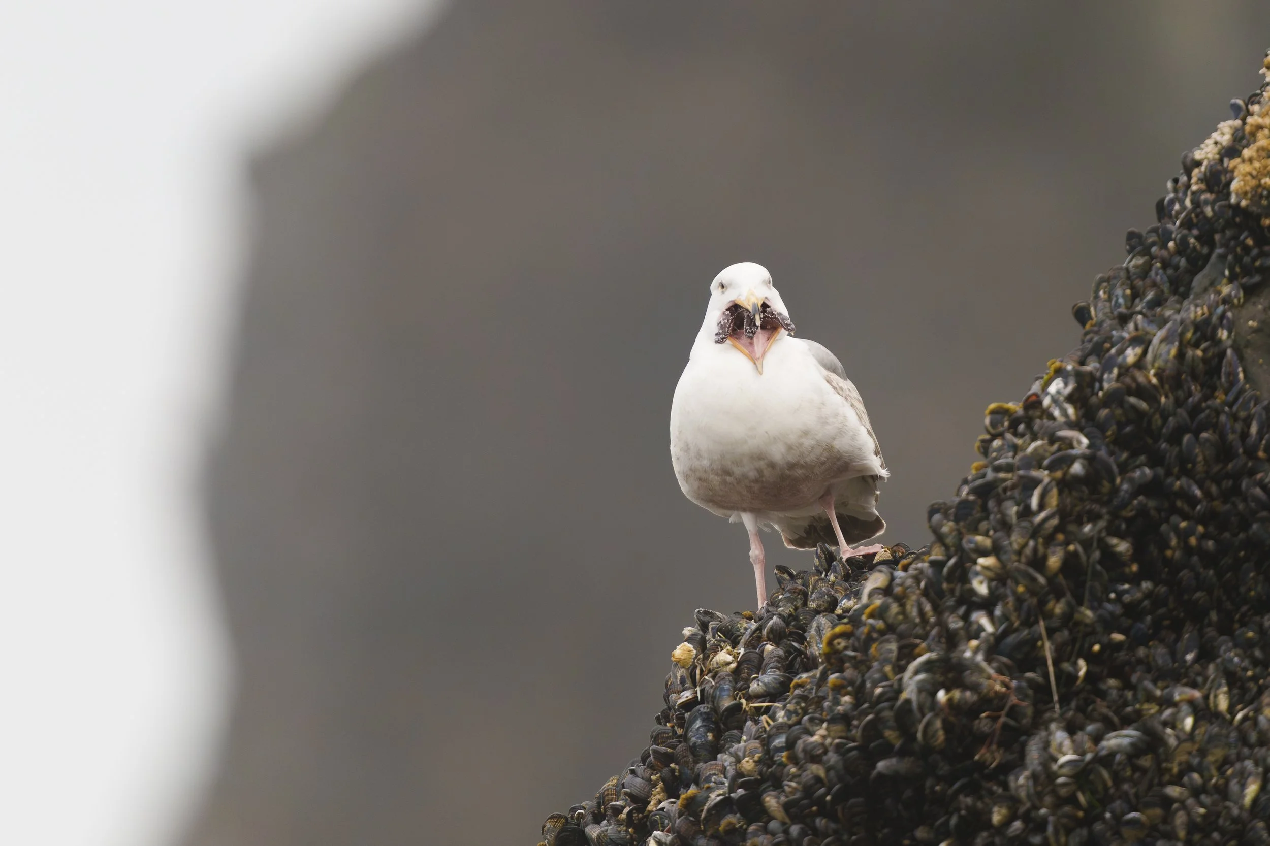 Seagull with a Sea Star:  Cannon Beach, Oregon