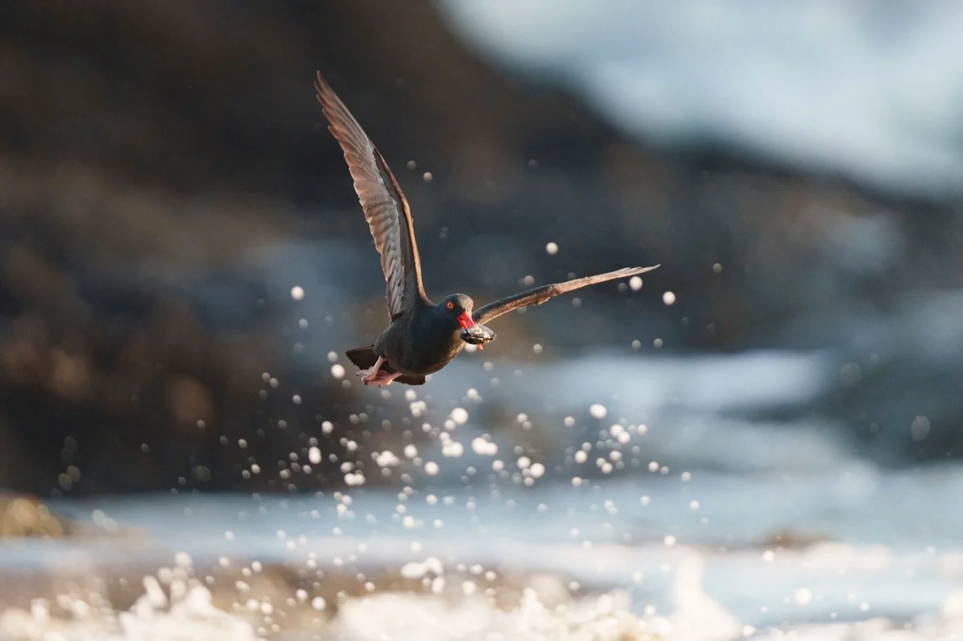Believe it or not, photographing lacrosse really helps out my nature and wildlife photography in so many ways!

Pictured here are black oystercatchers and whimbrels. The oystercatchers are my favorite coastal bird: they have a really fun call, and th