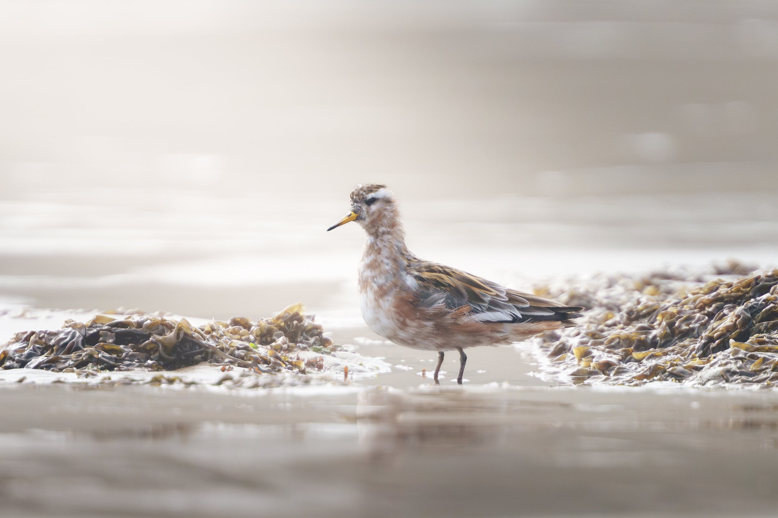 Red Phalarope:  Bandon, Oregon