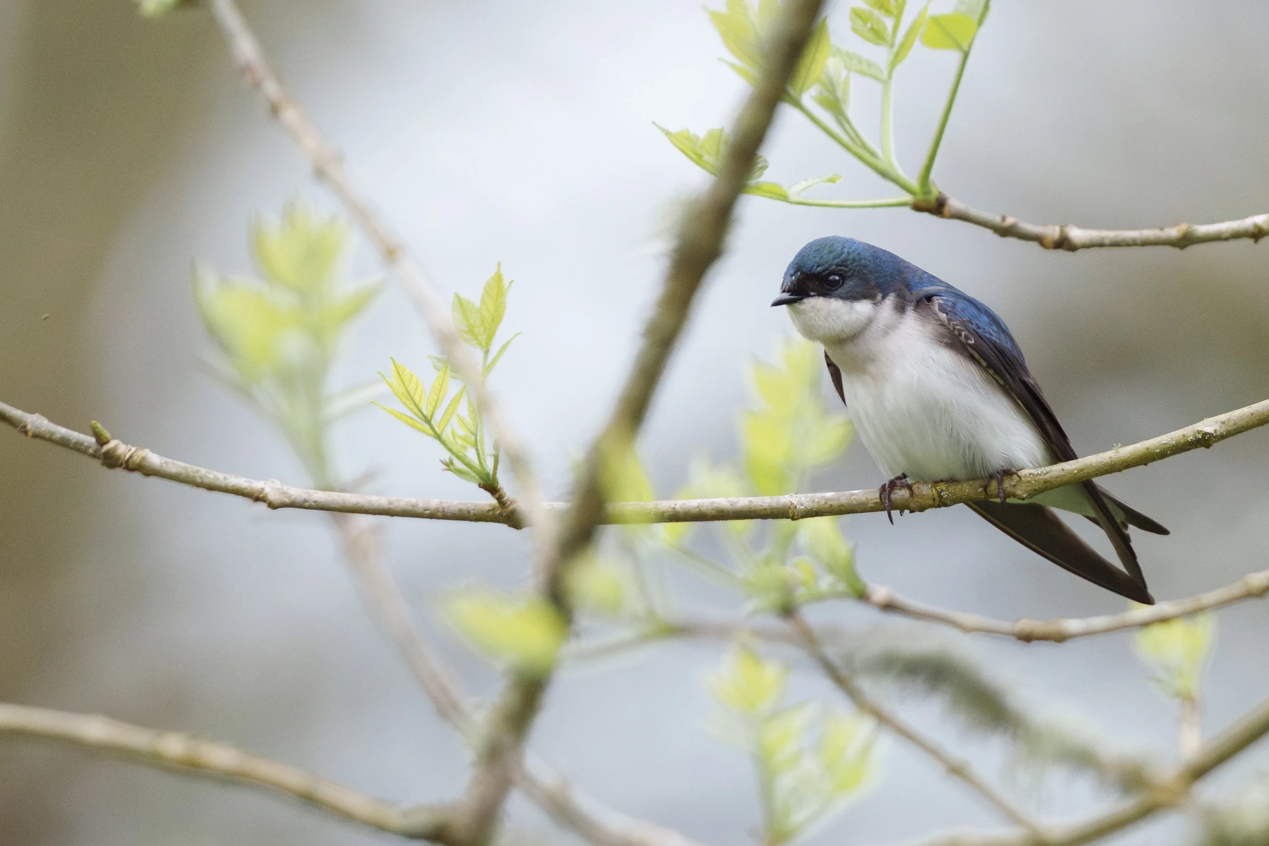 Tree Swallow:  Ridgefield National Wildlife Refuge
