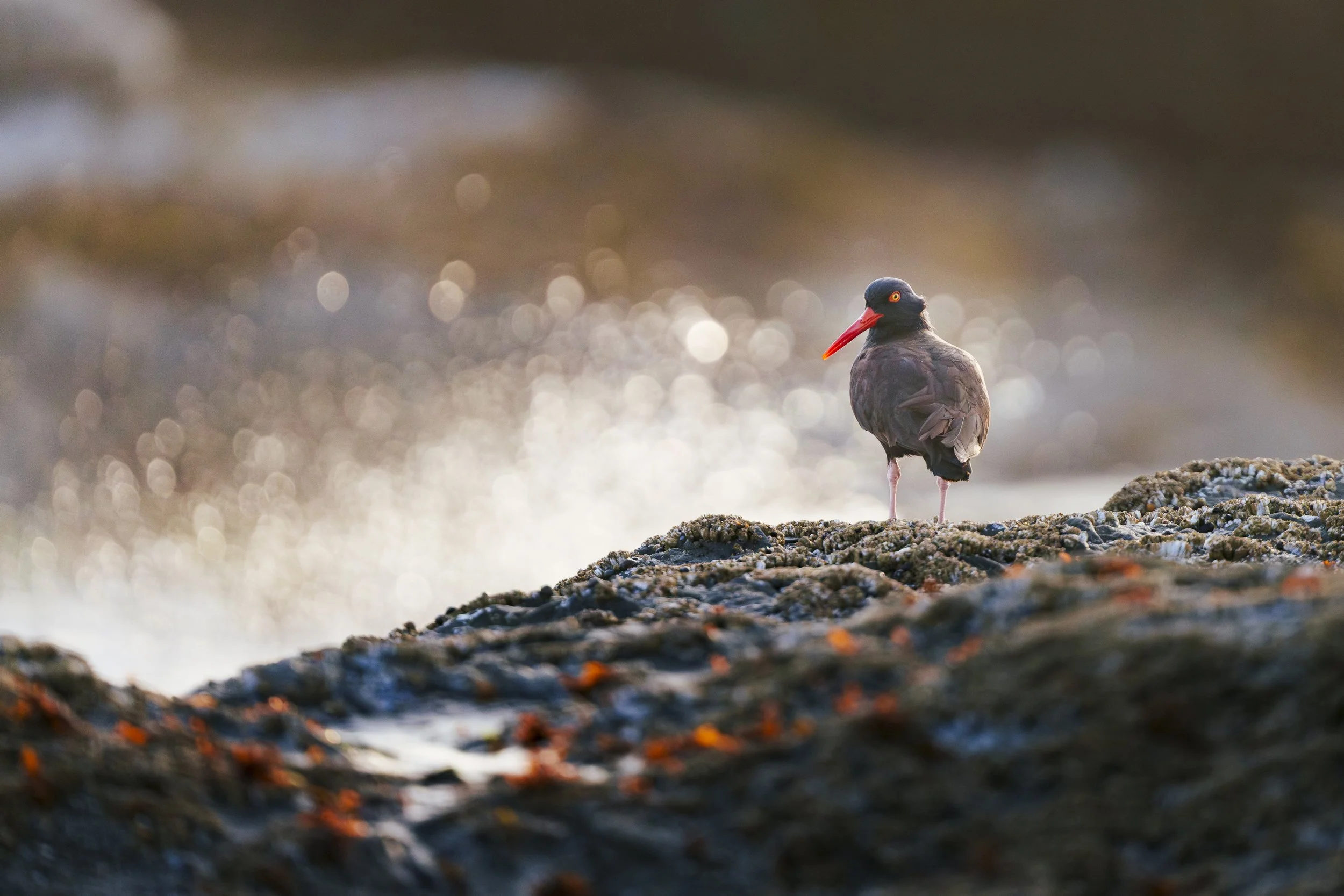 Black Oystercatcher Posing: Bandon, Oregon