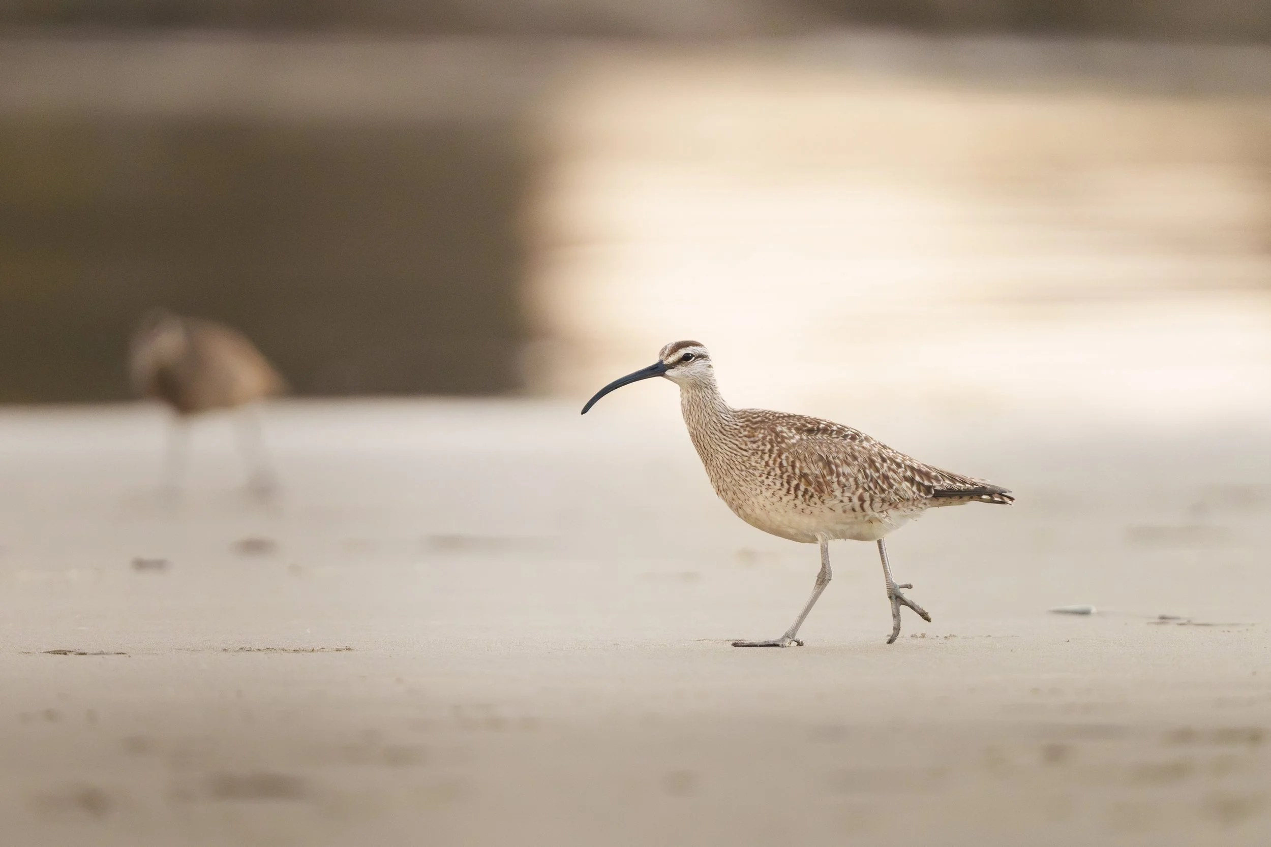 Whimbrel on the Beach: Bandon, Oregon