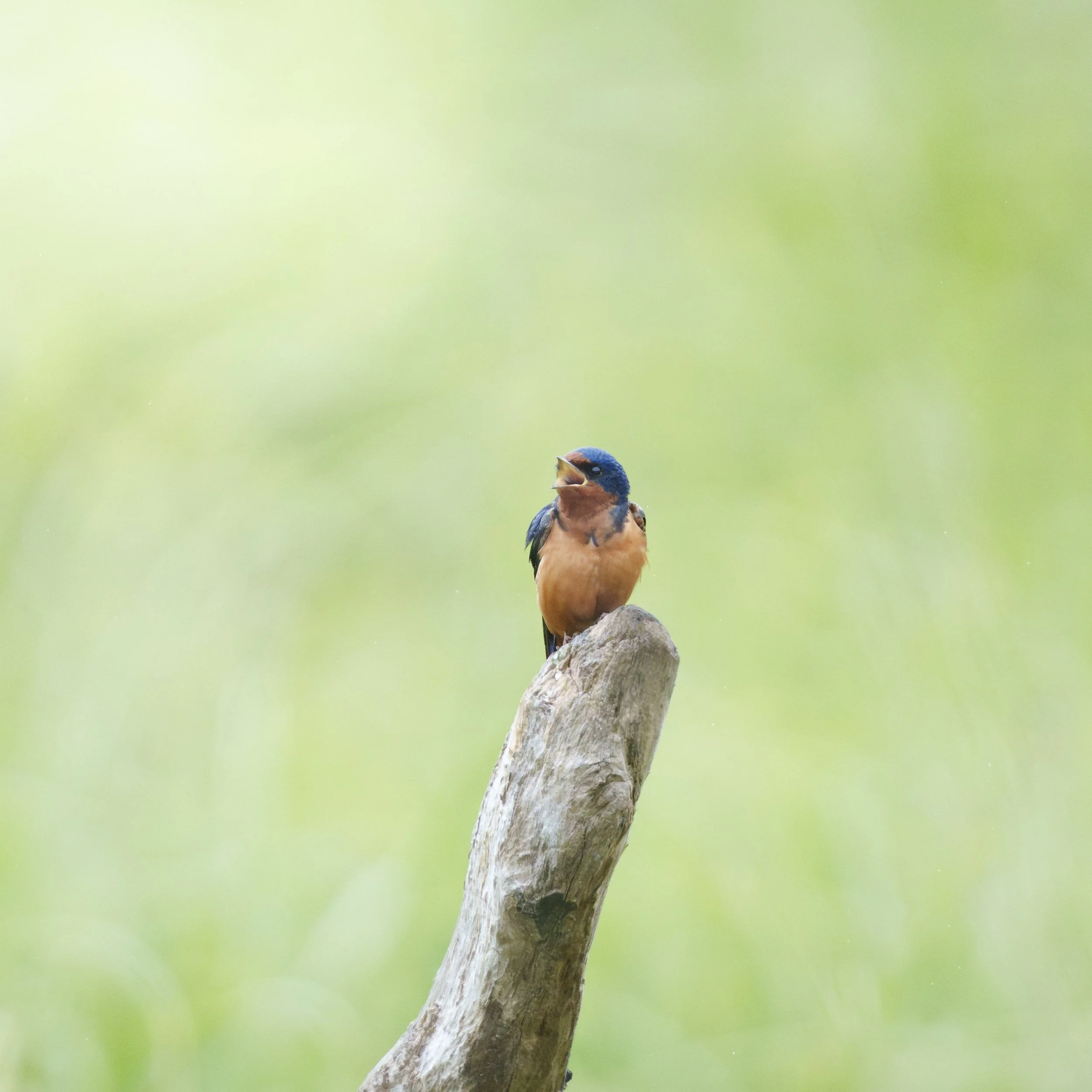 Barn Swallow in Song:  Bandon, Oregon