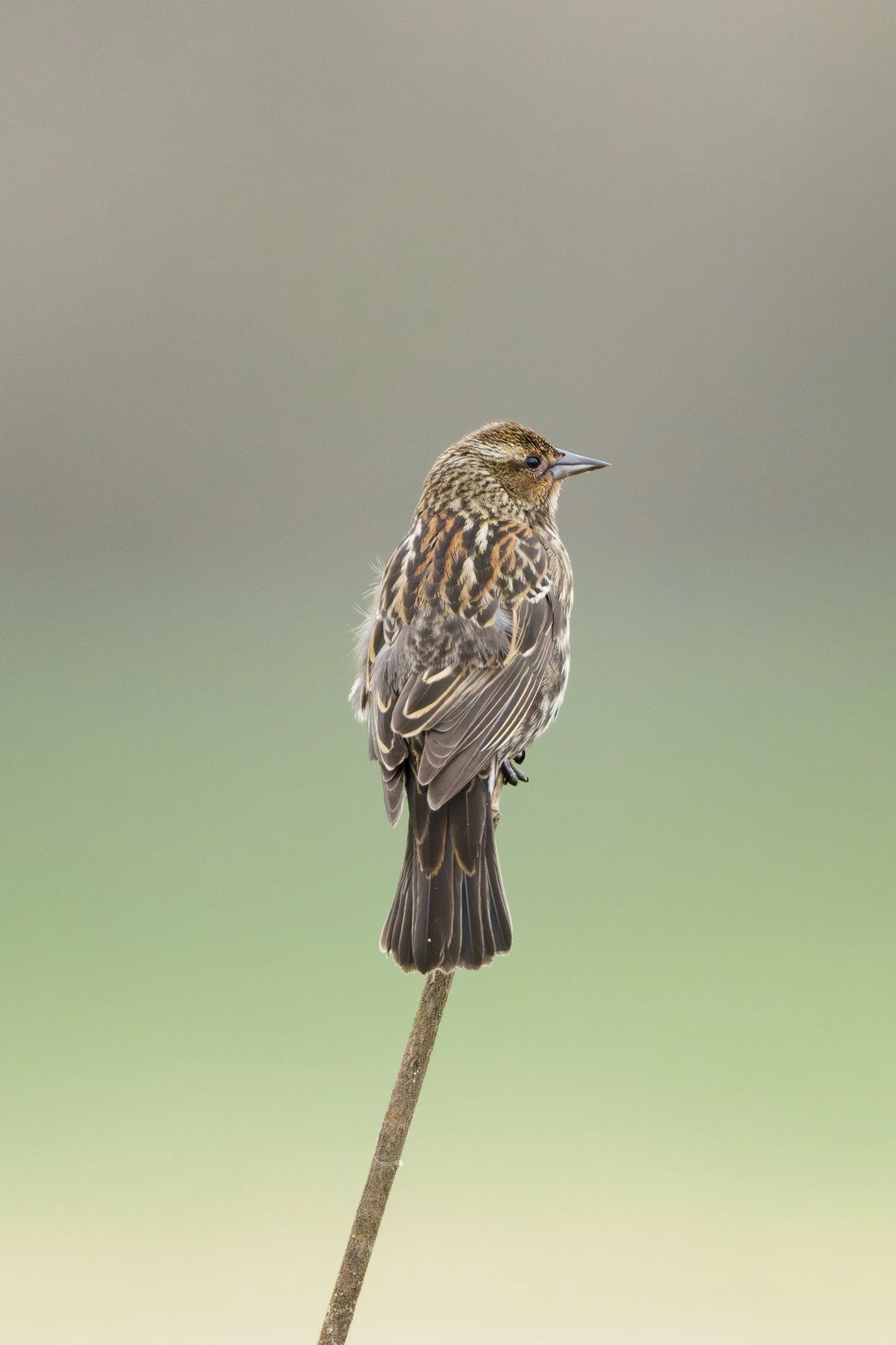 Bird On A Stick:  Ridgefield National Wildlife Refuge