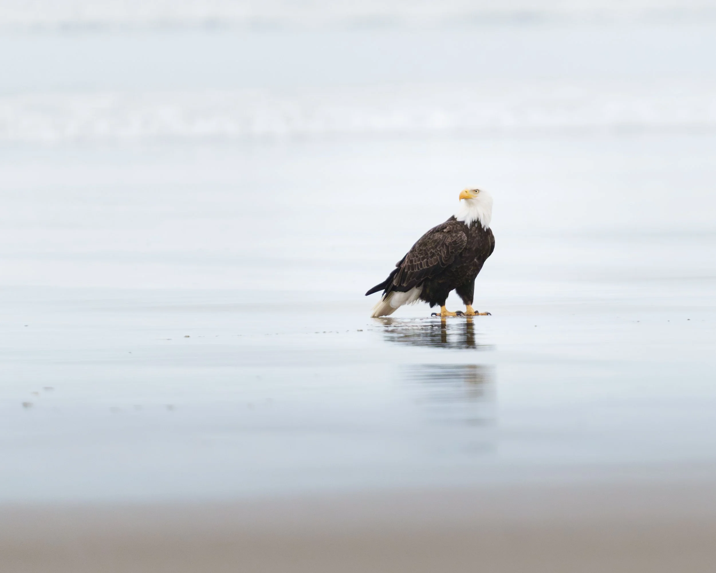 Bald Eagle on the Shore:  Cannon Beach, Oregon