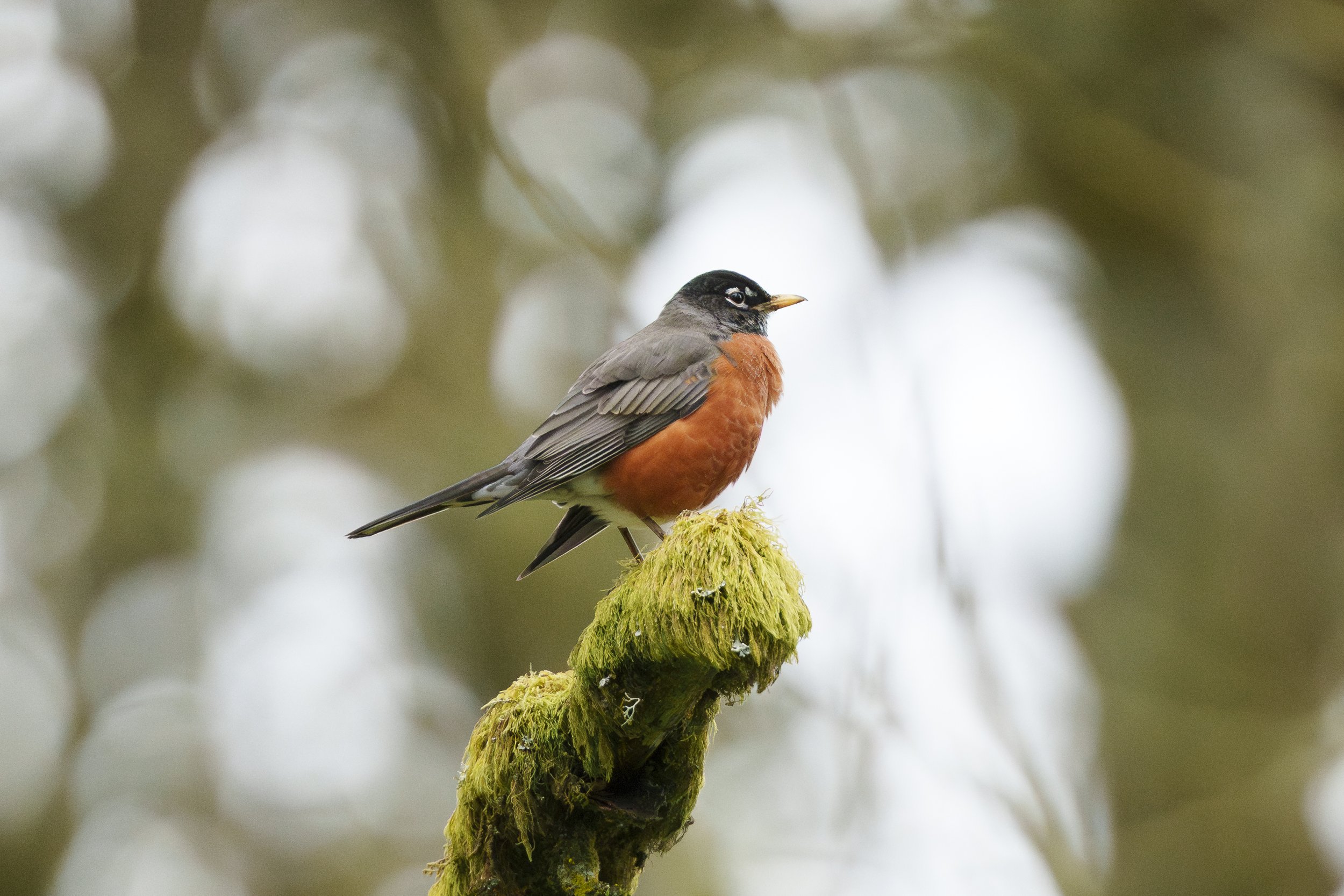 American Robin:  Ridgefield National Wildlife Refuge
