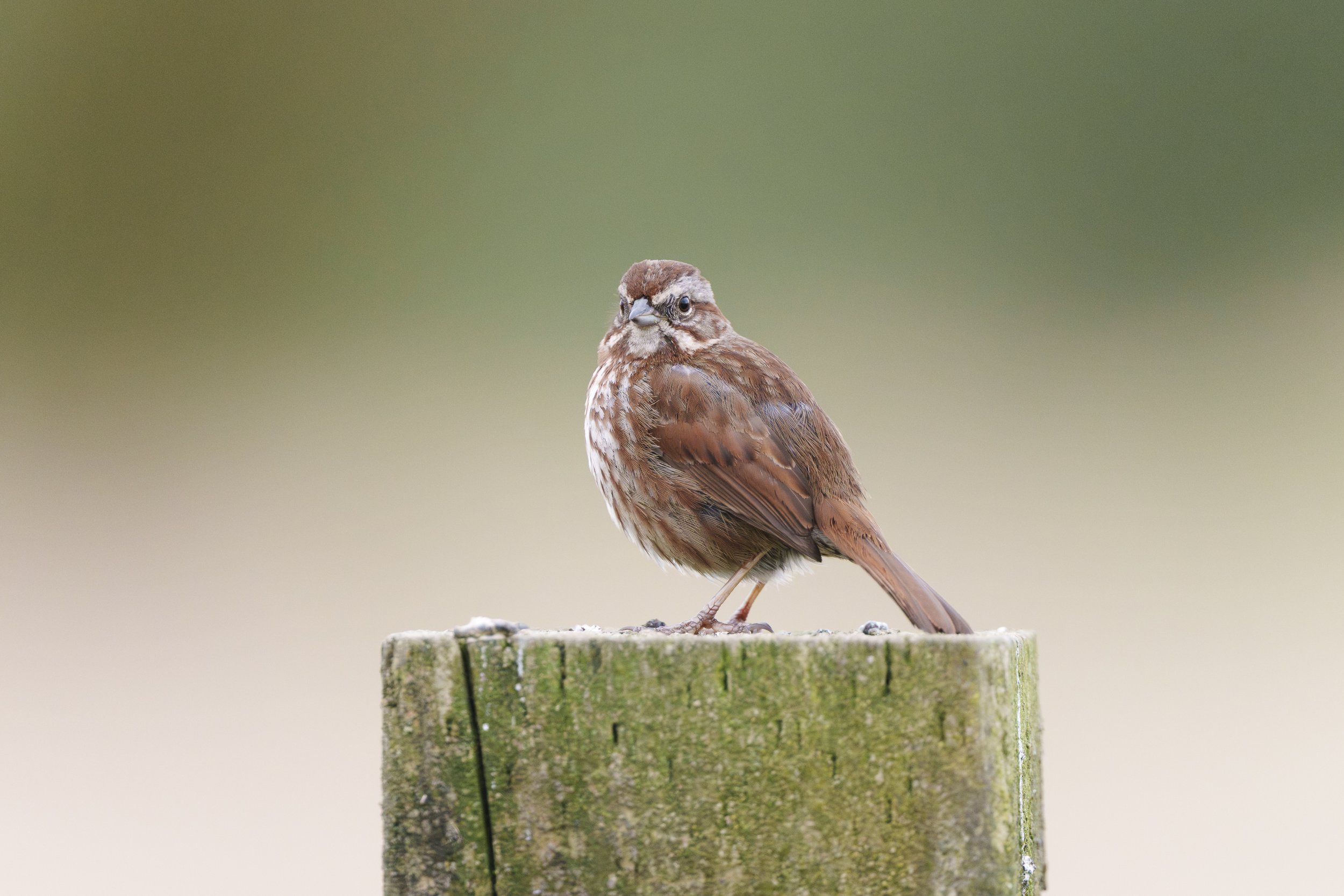 Song Sparrow:  Ridgefield National Wildlife Refuge