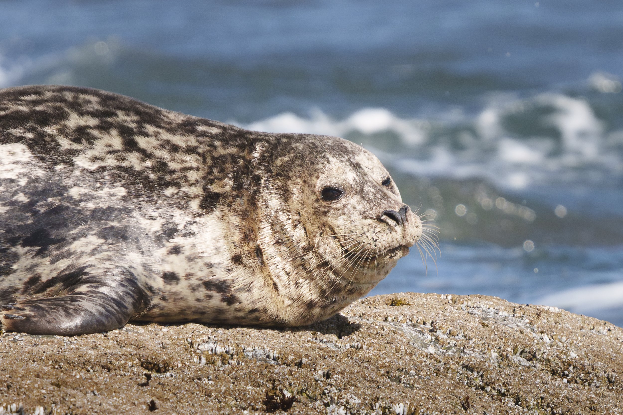 Amused Harbor Seal:  Bandon, Oregon