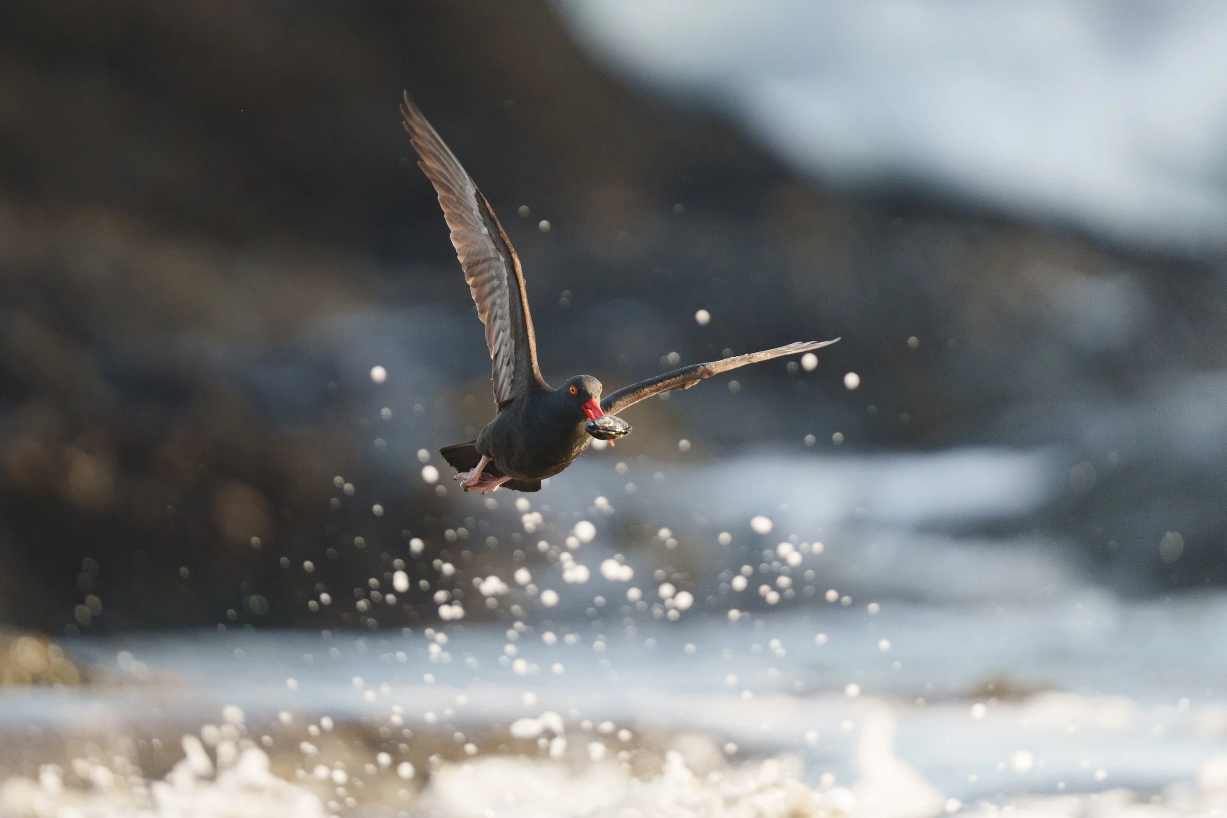 Black Oystercatcher with a Mid-Flight Snack: Bandon, Oregon