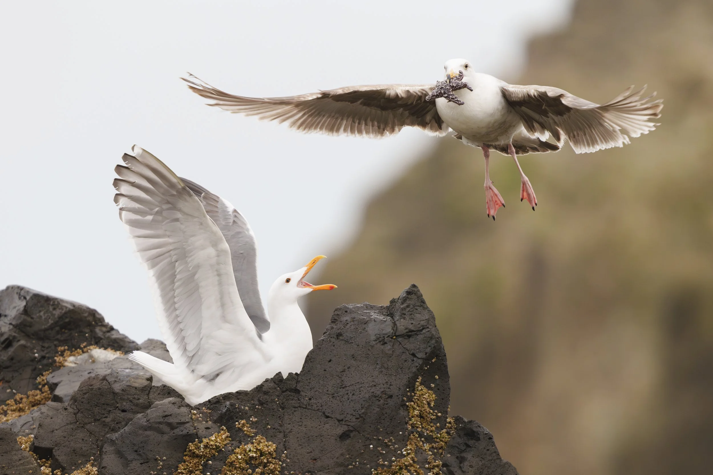 Seagull Dispute:  Cannon Beach, Oregon