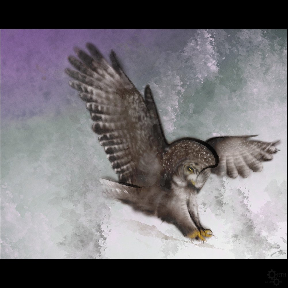 Owl